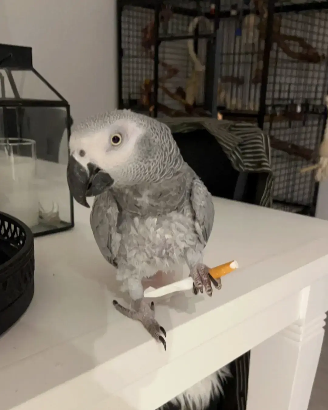 Billede af familiens kæledyr papegøjen Bella