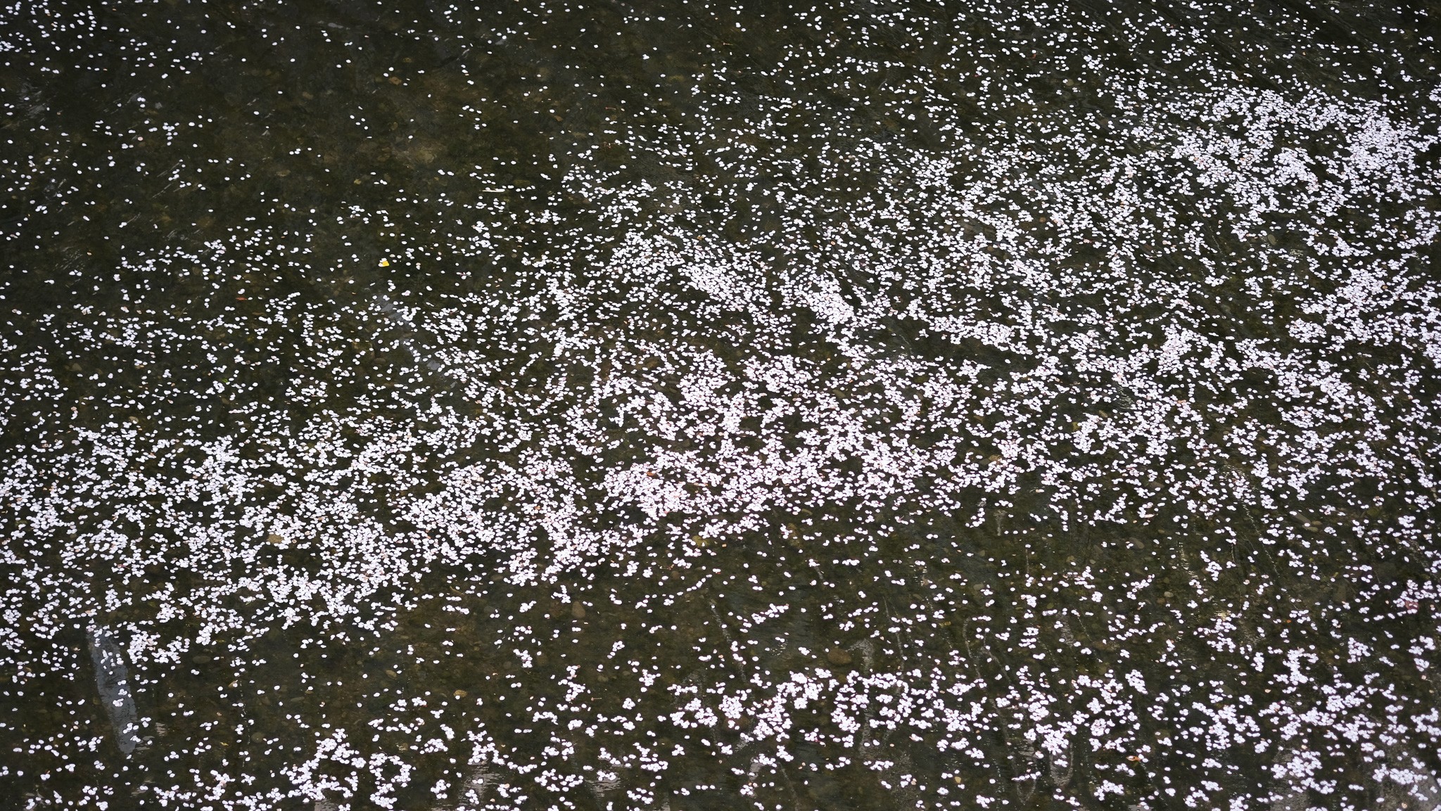 Sakura petals floating on Nakameguro River in Tokyo