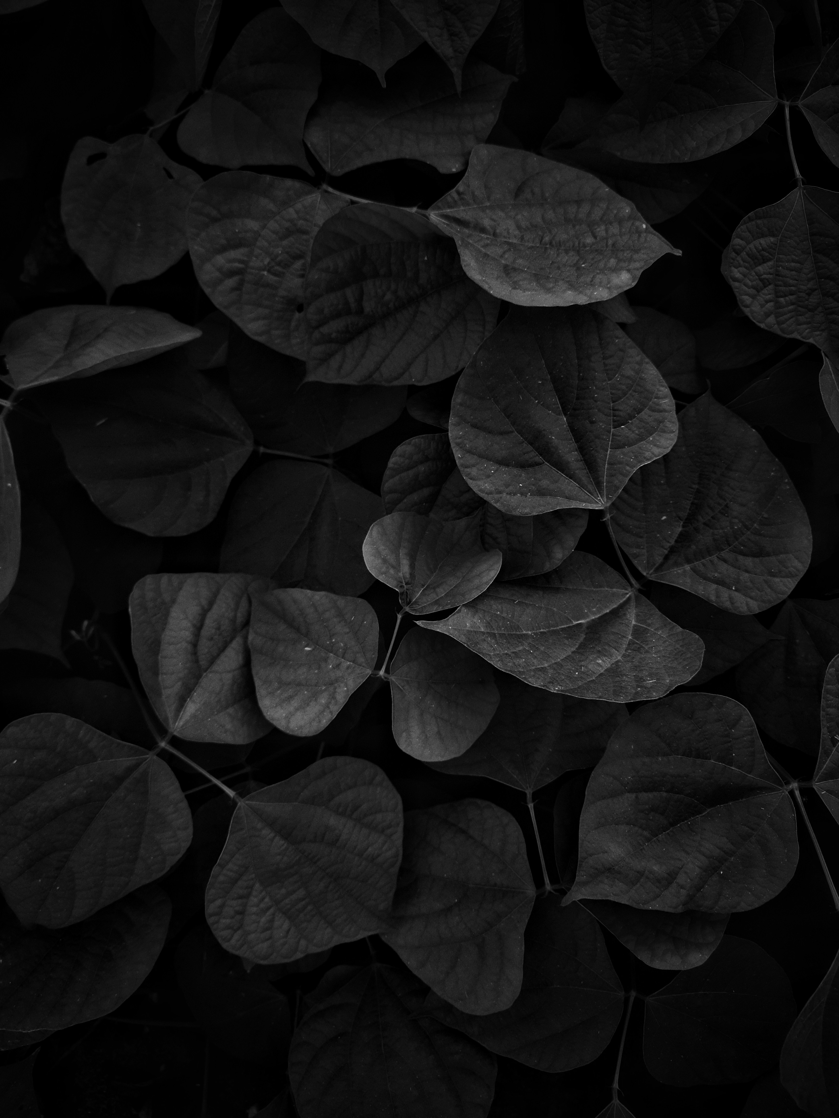 A black and white photo of leaves