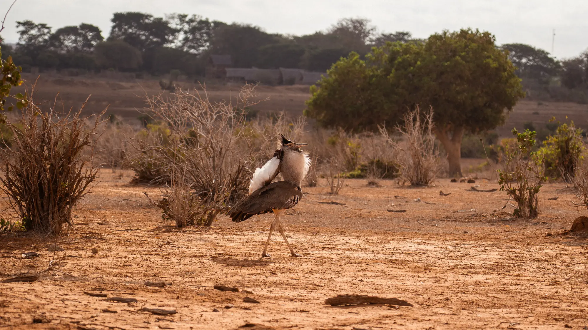 Usahili Tour in Kenya