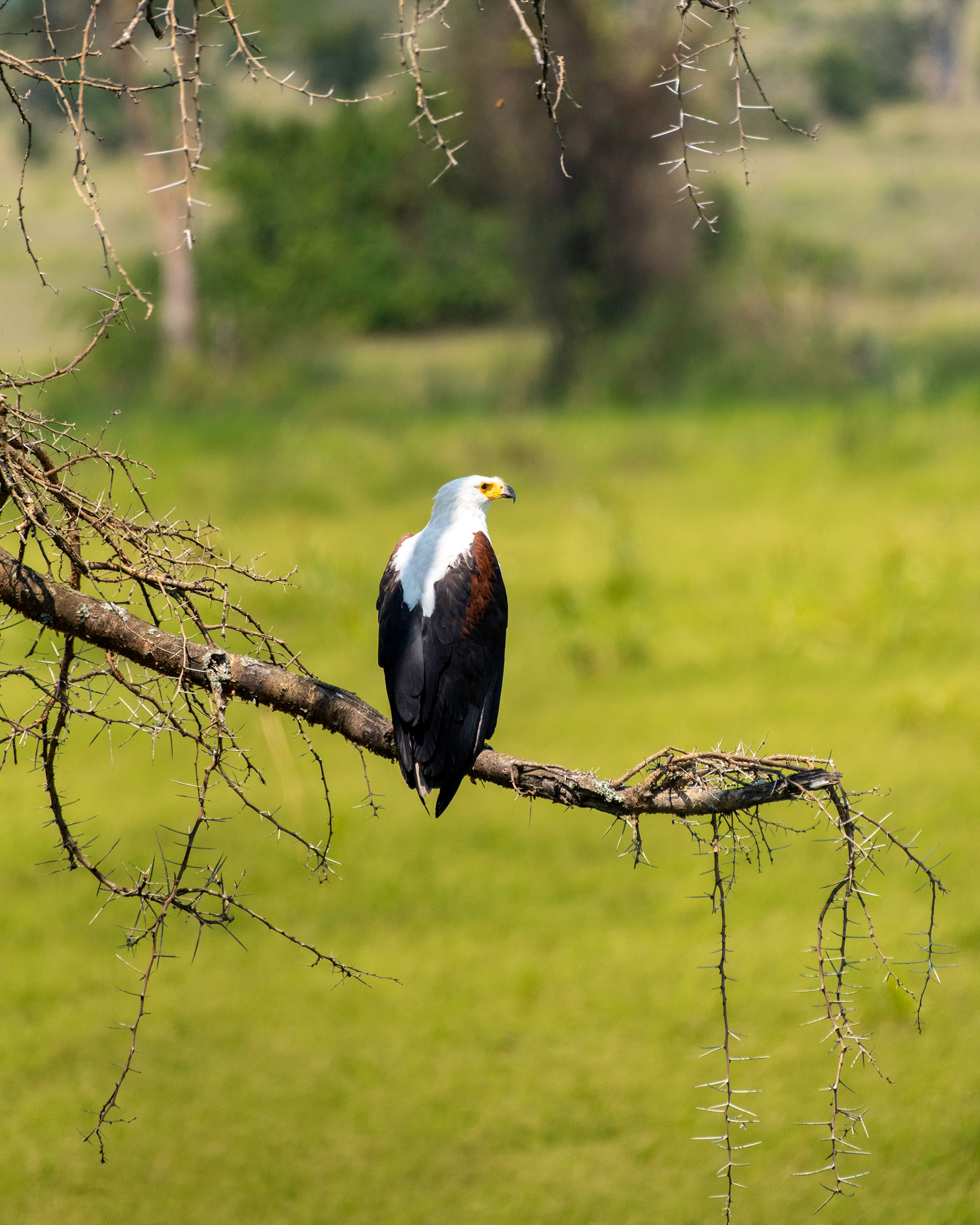 An African Fish Eagle on the lookout in its territory along the Kazinga Channel