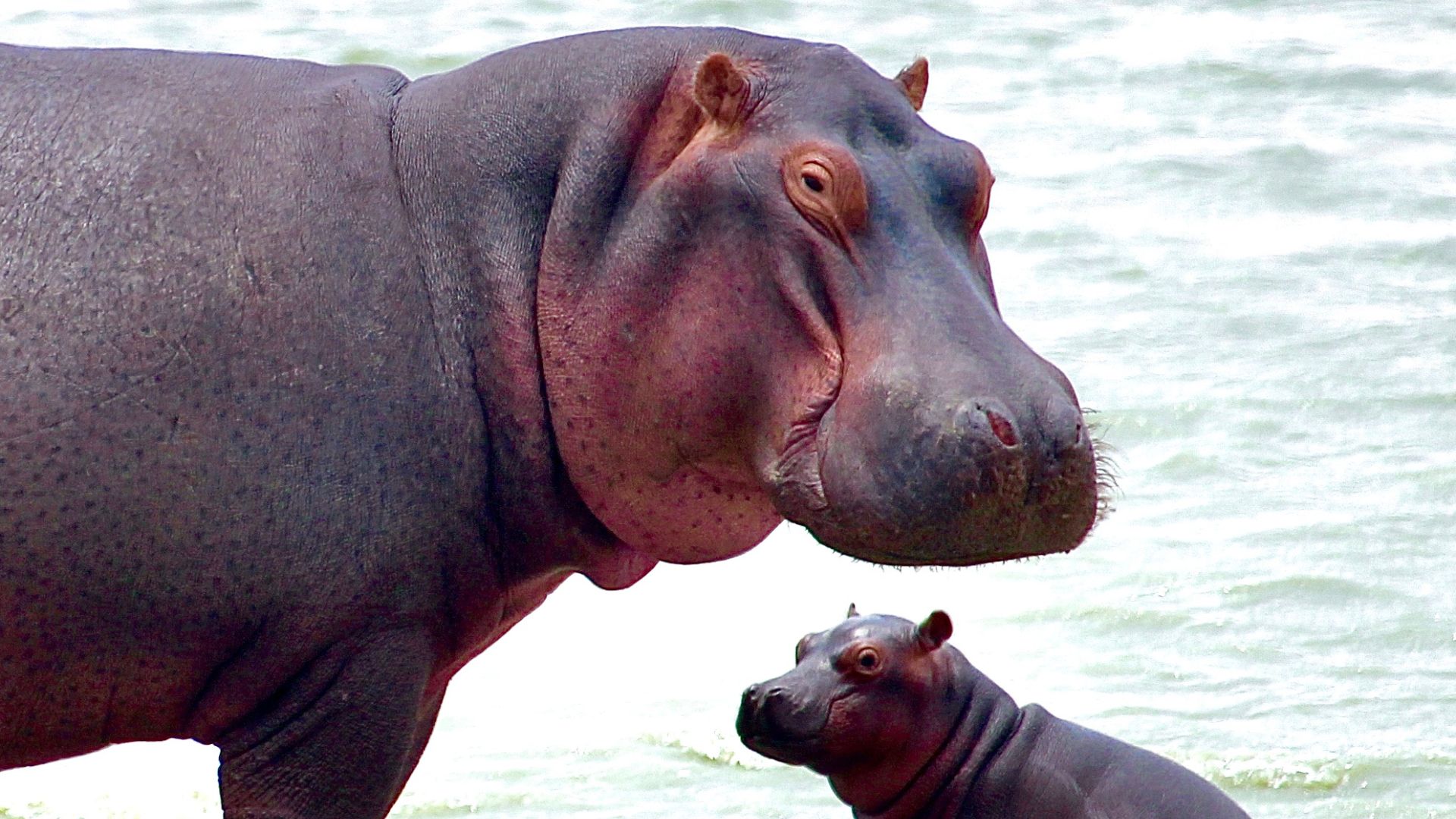 safari image