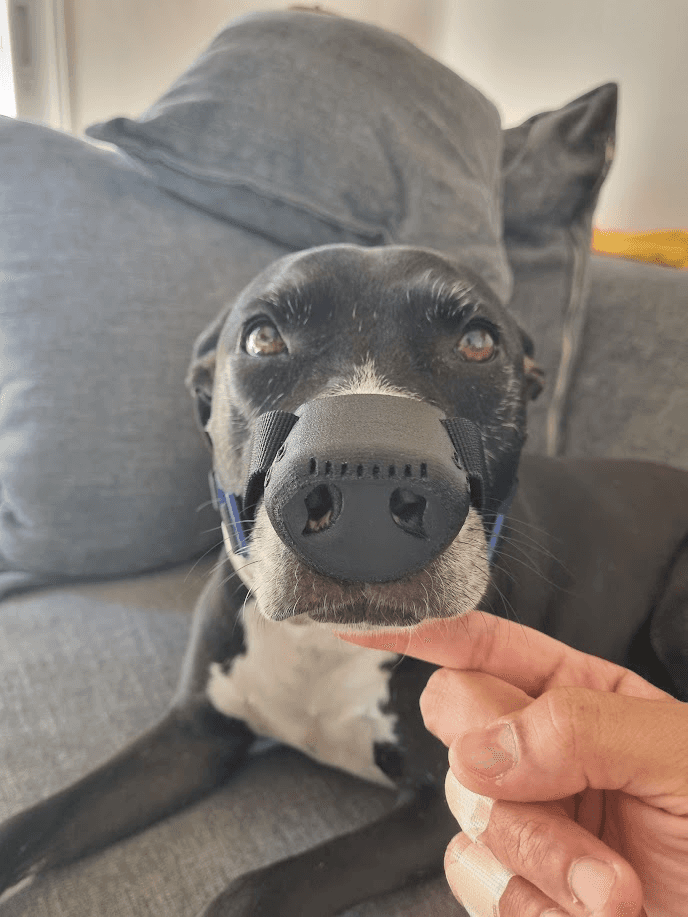 Close-up of Billie wearing SnoutCover - frontal angle