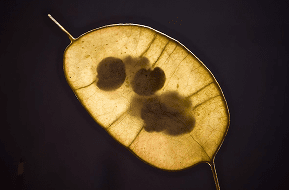Close up photo of seed pod