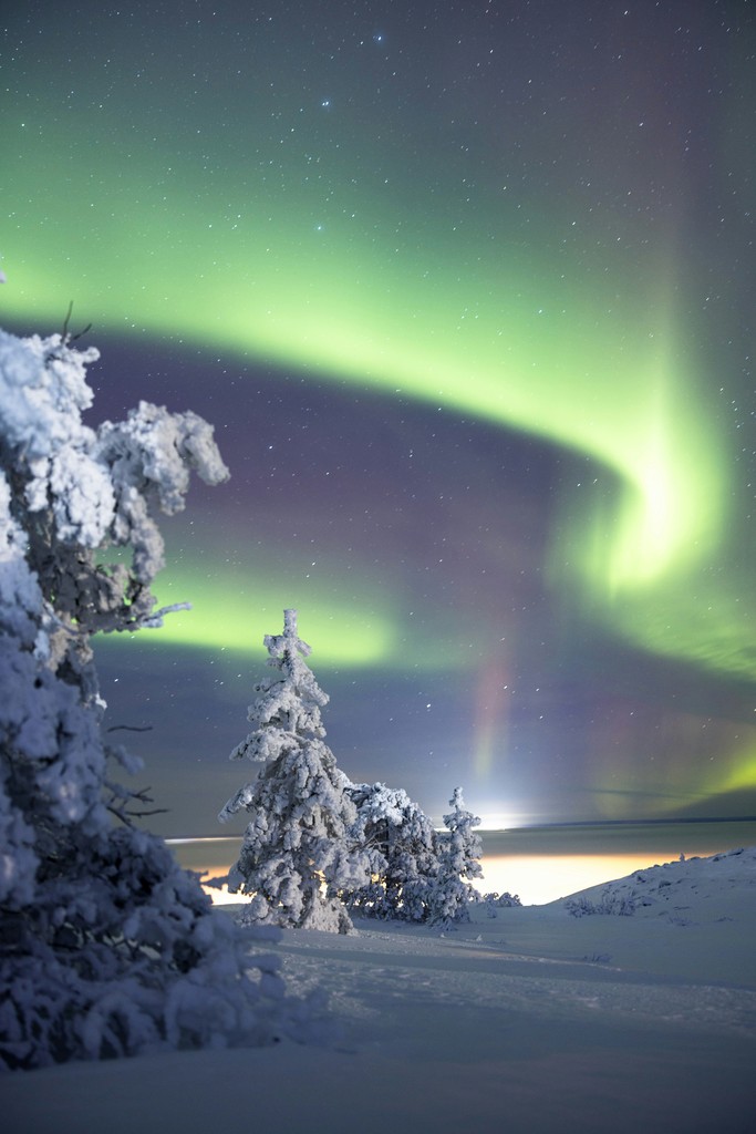 A green and purple aurora over a snow covered forest