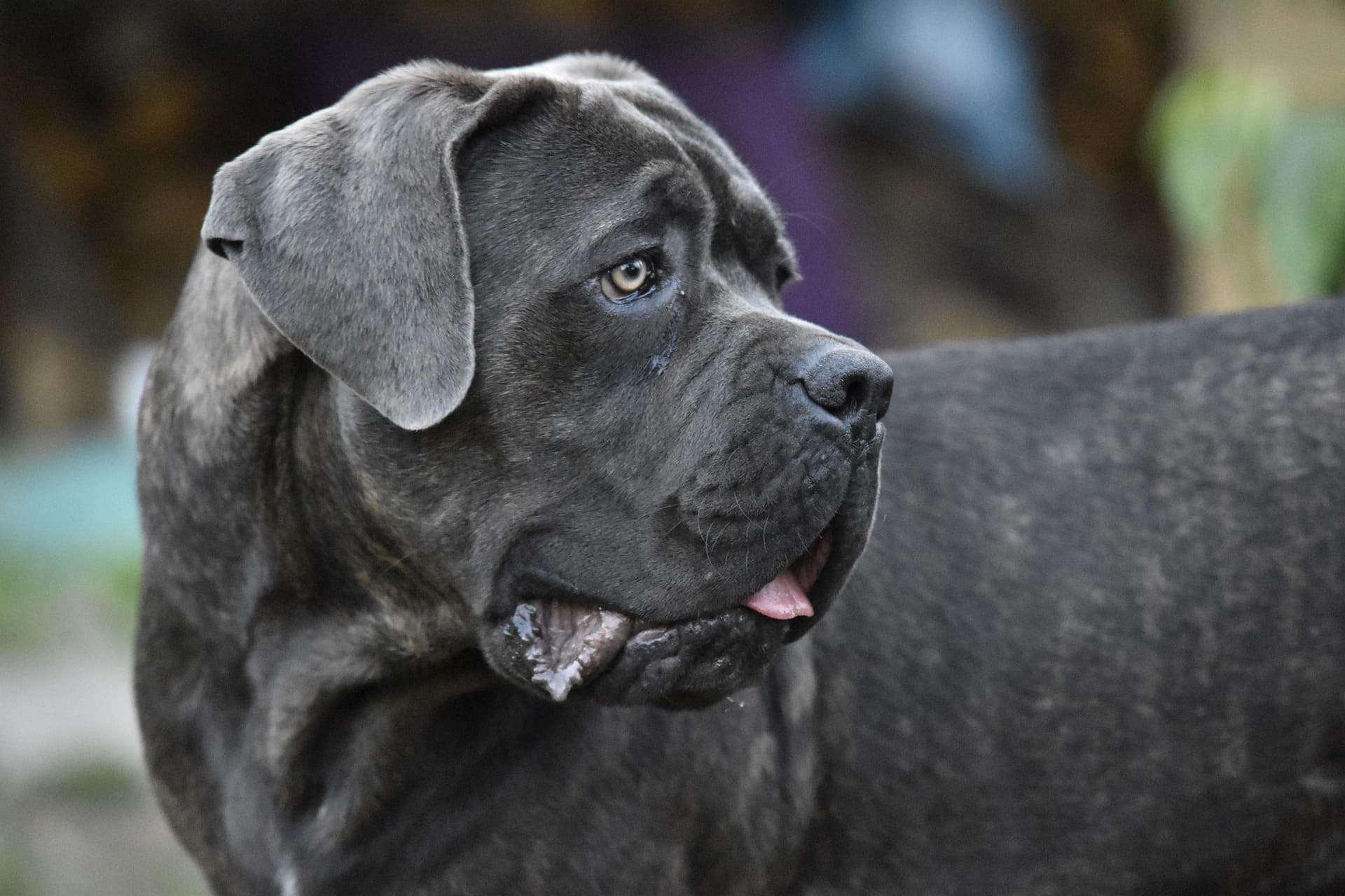 A black Cane Corso is looking behind closely.