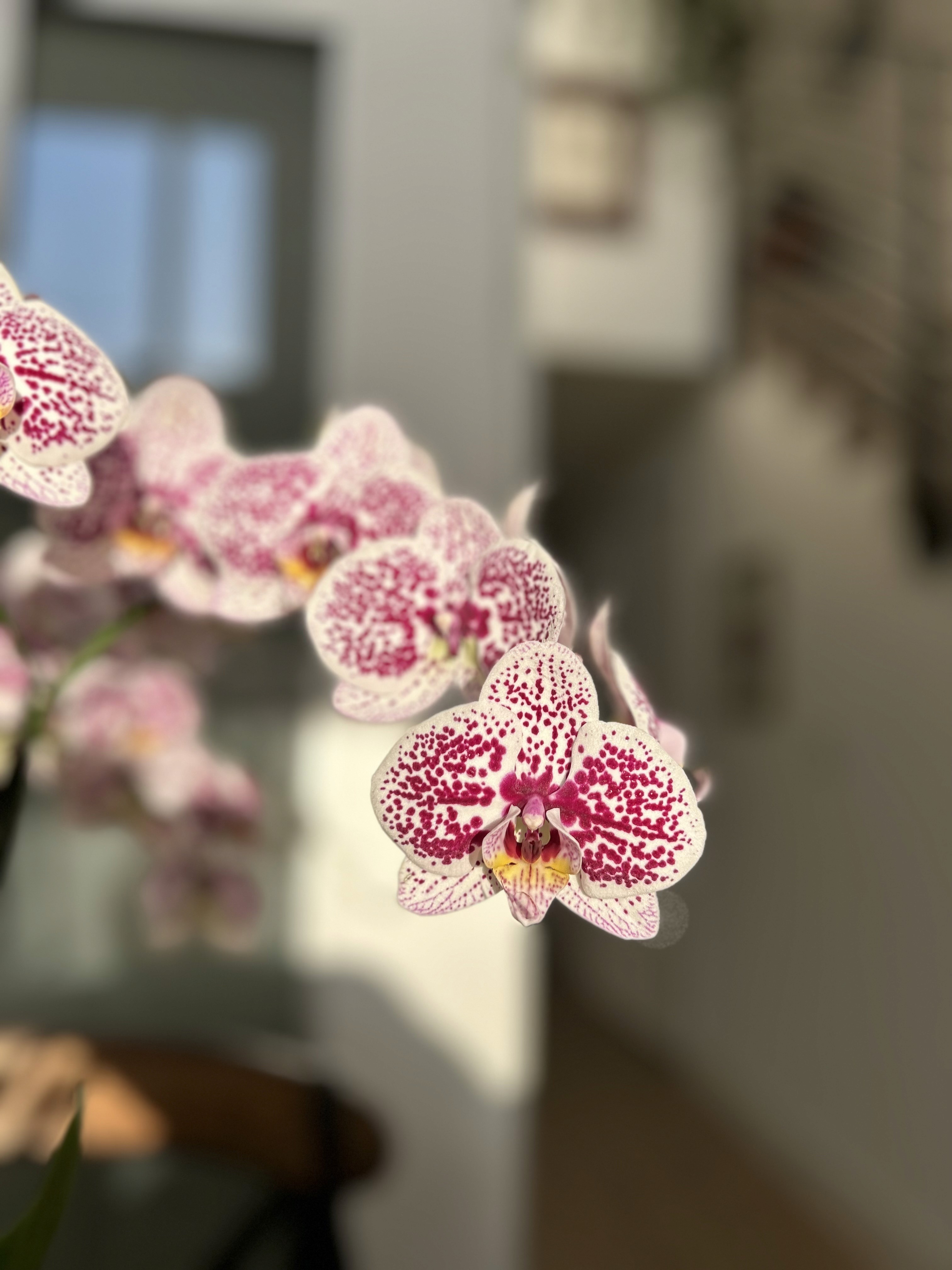 My orchid ✿