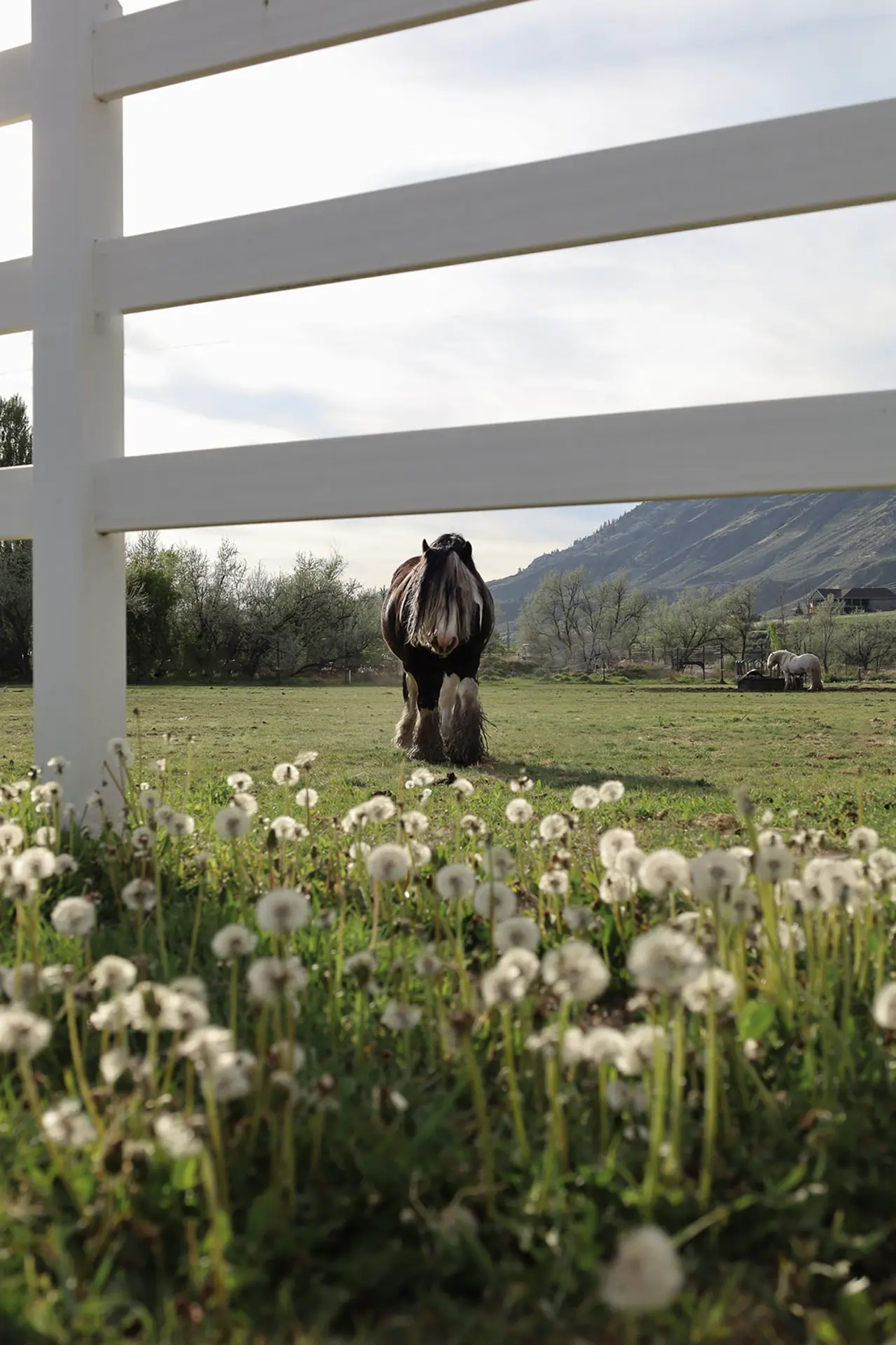 A brown horse with a long mane and tail stands in a green field with white dandelions in the foreground and a white fence in front, with other horses and a mountain range in the background.