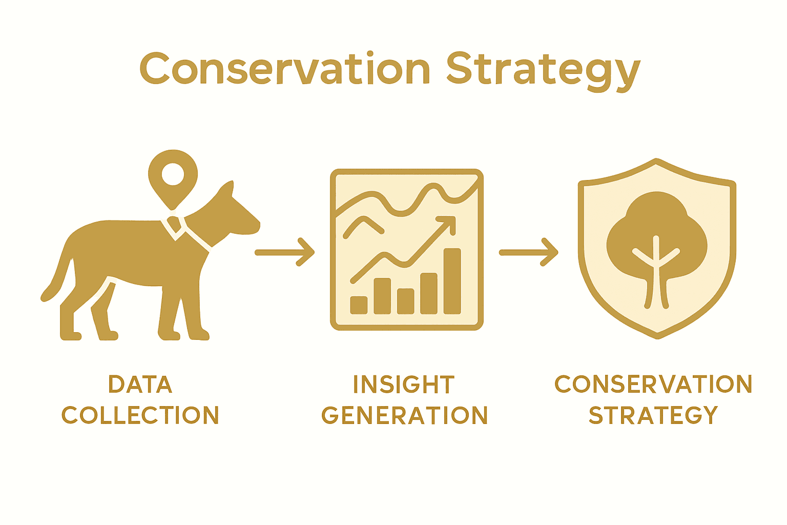 Wildlife tracking to conservation infographic