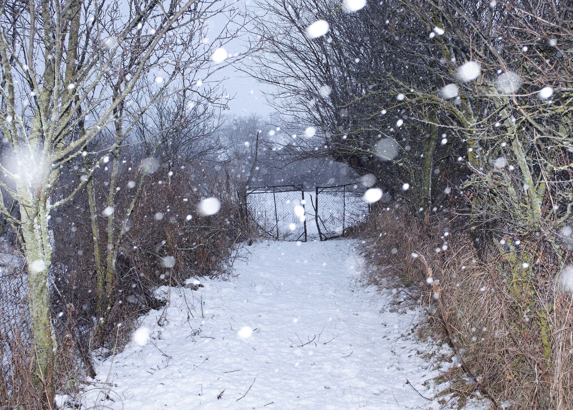 A snowy path leading to a rusty wire gate, surrounded by leafless trees and falling snow in the Georgian countryside near the occupation line.