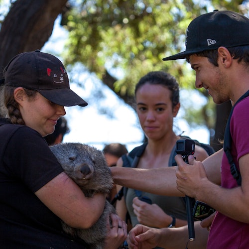 三个人在户外；一个人抱着一个袋熊，另一个人轻轻触碰它。第三个人专注地观看着。