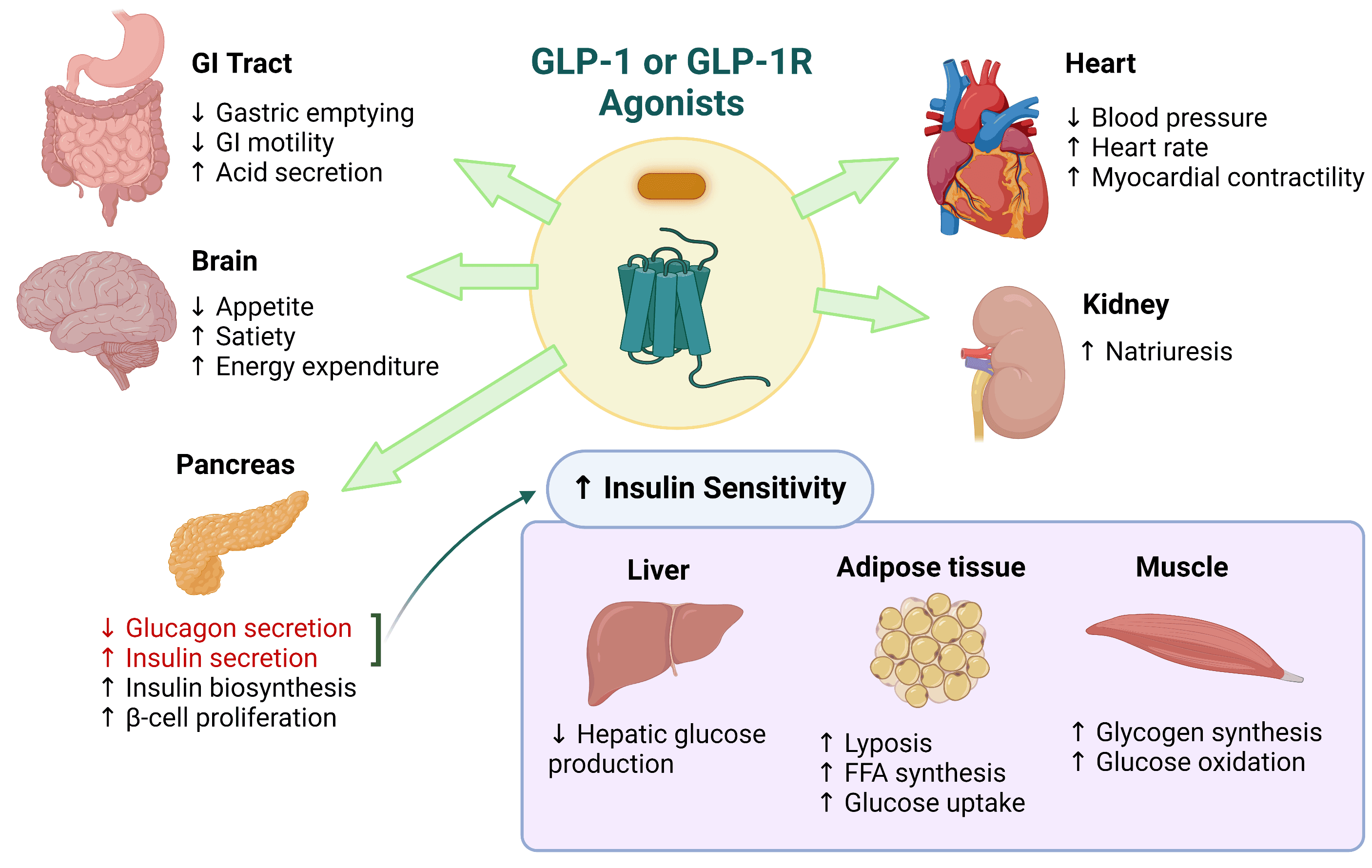 GLP-1 receptor agonist effects on various organs including heart, brain, liver, and pancreas