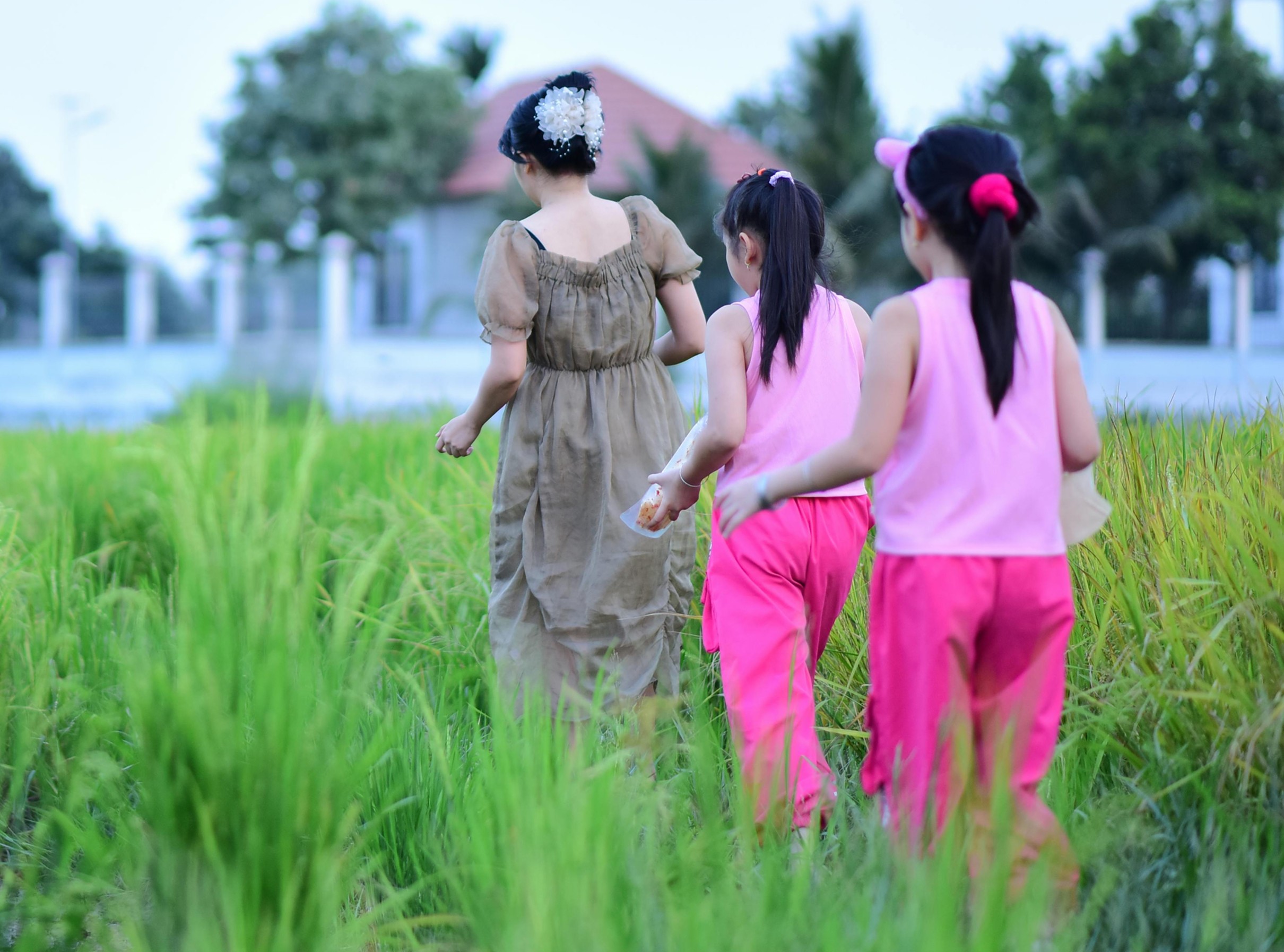 nice green scenery