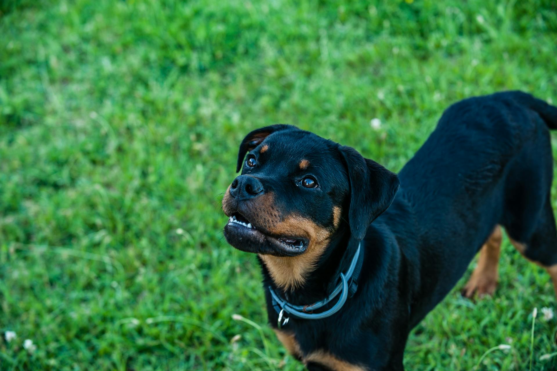 Rottweiler suitability for work