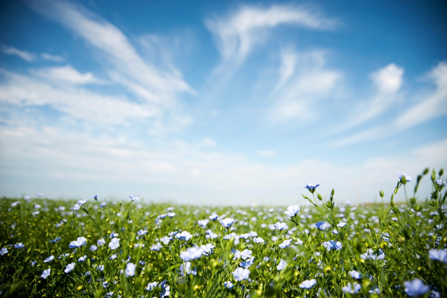 The crop under a pale July sky