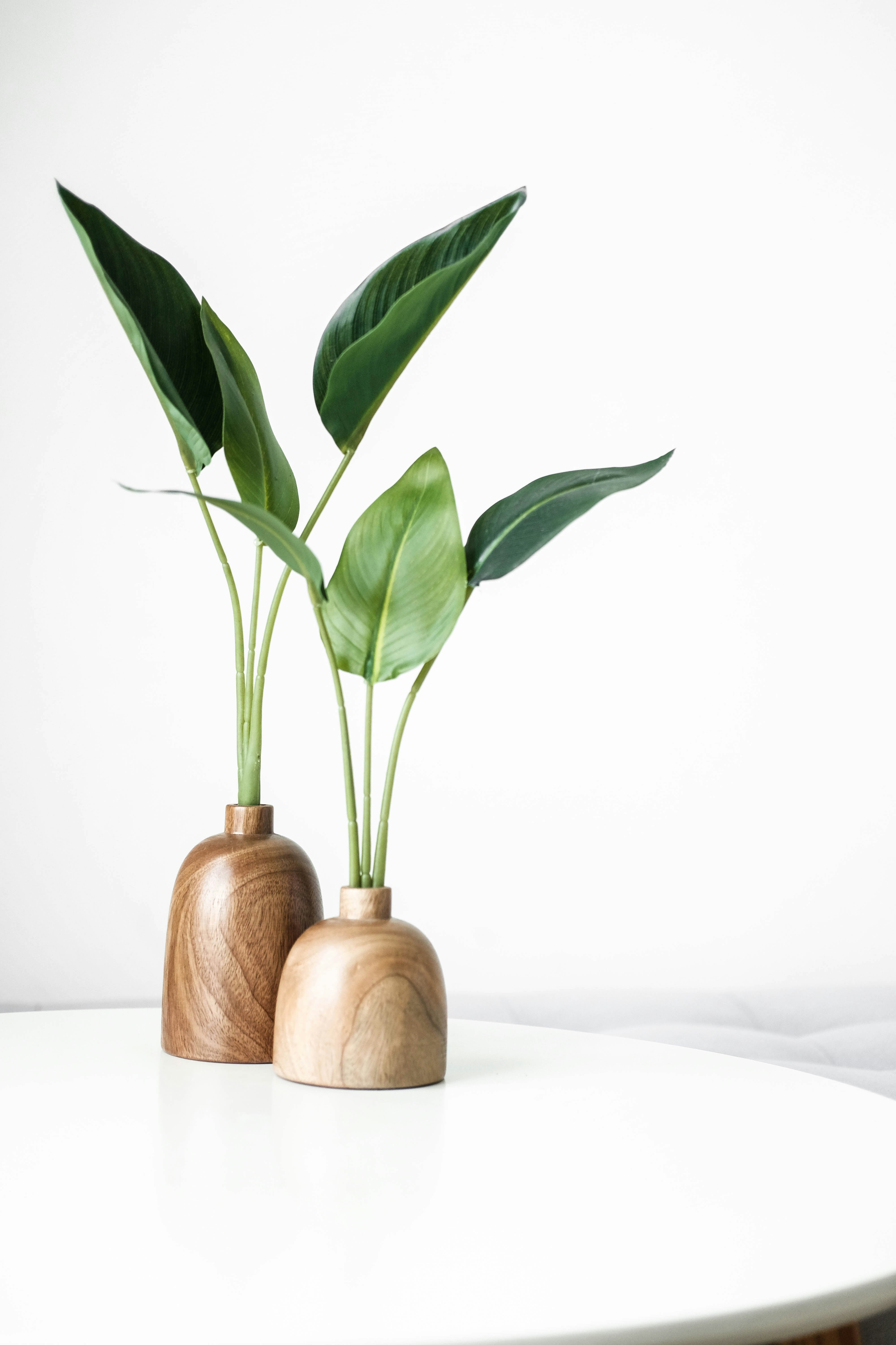 Two Pocket Pearl Ivy in wooden vases with green leaves.
