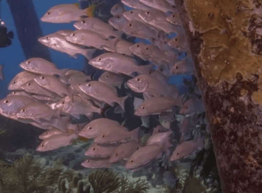 Salt Pier Bonaire Fishes 