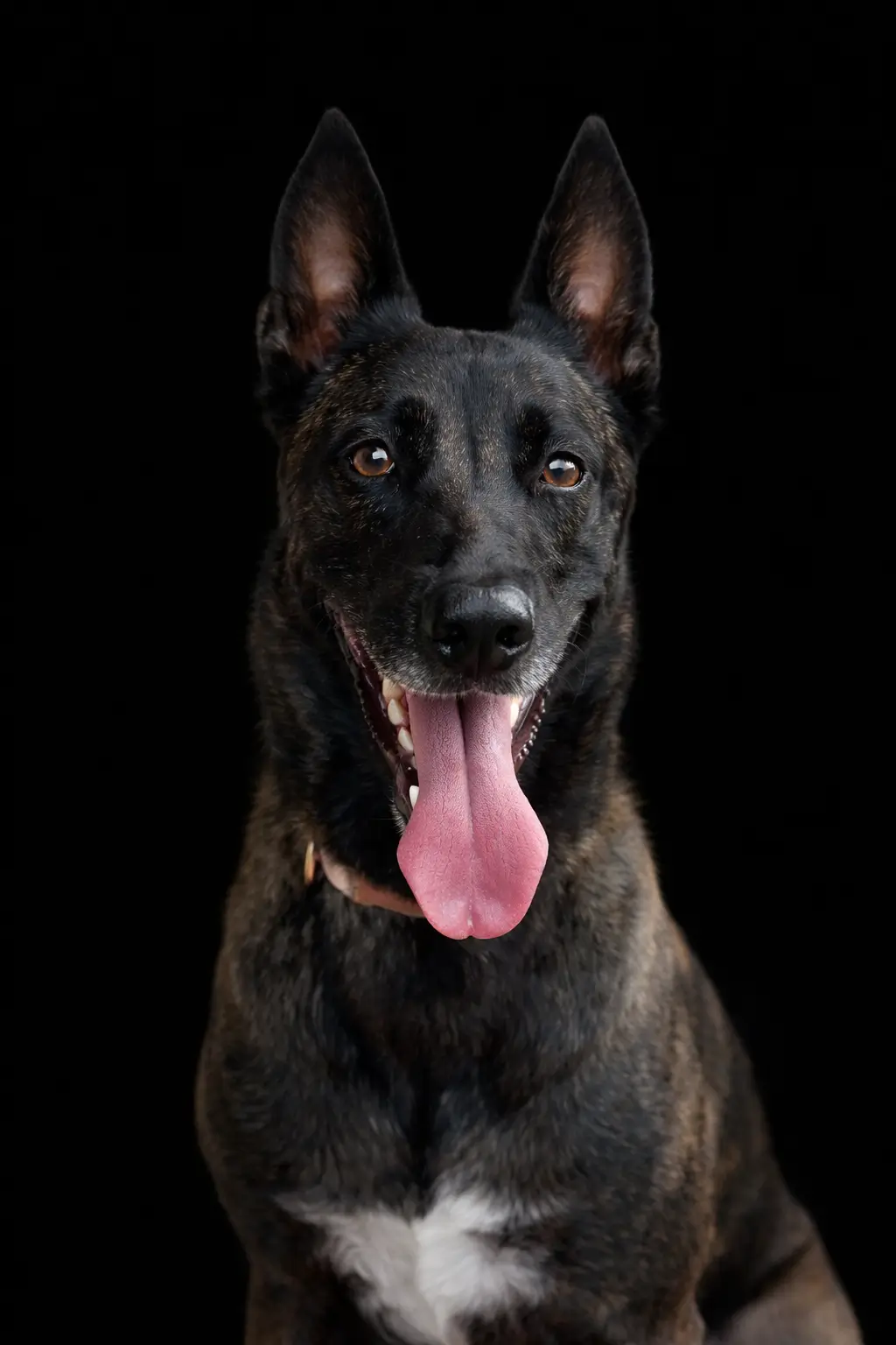 My Mafia Pastor Belga Malinois