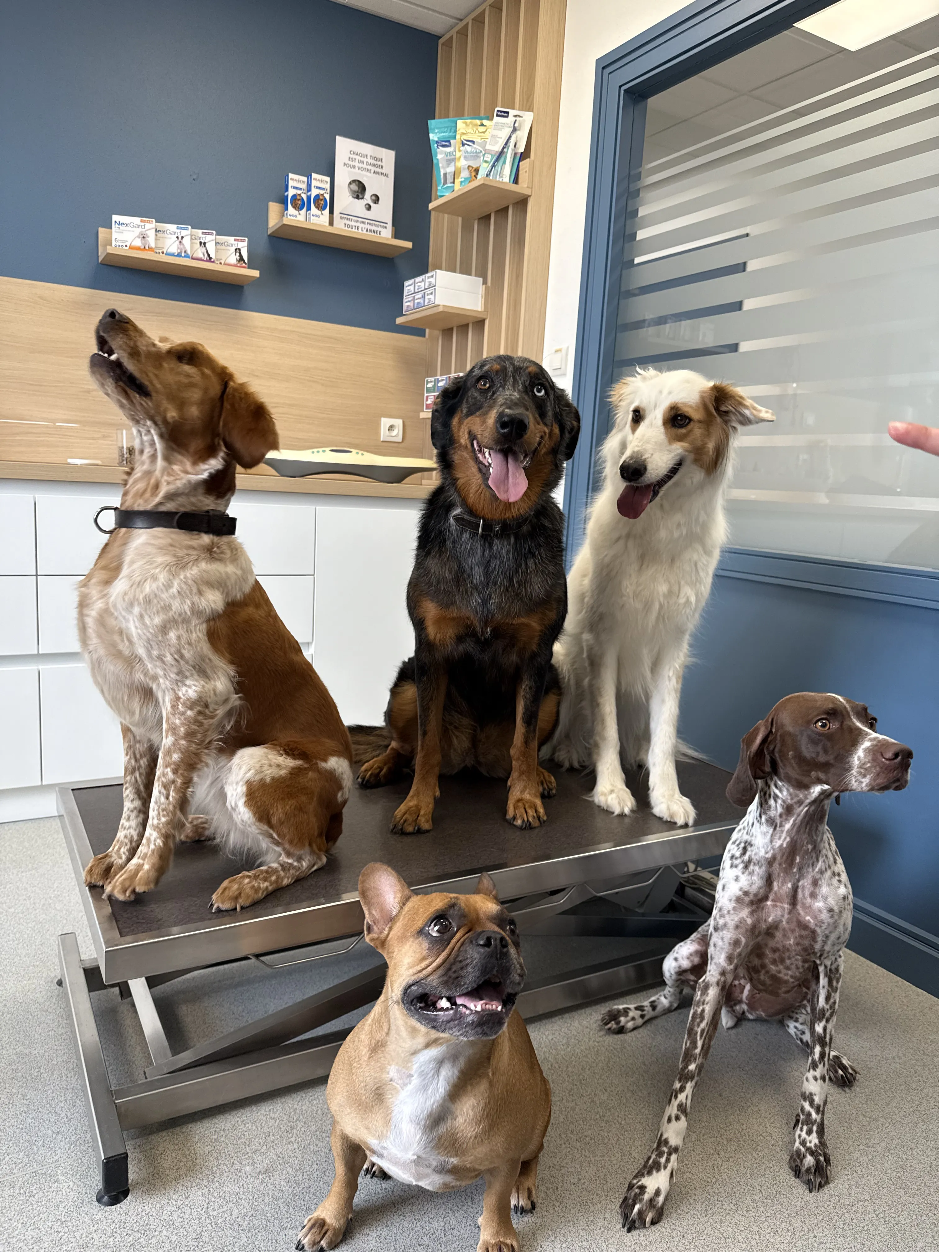 Chiot en salle de consult