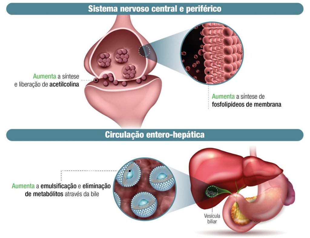 Mecanismos associados aos efeitos benéficos da suplementação com fosfatidilcolina. Adaptado de www.shutterstock.com, 2021.