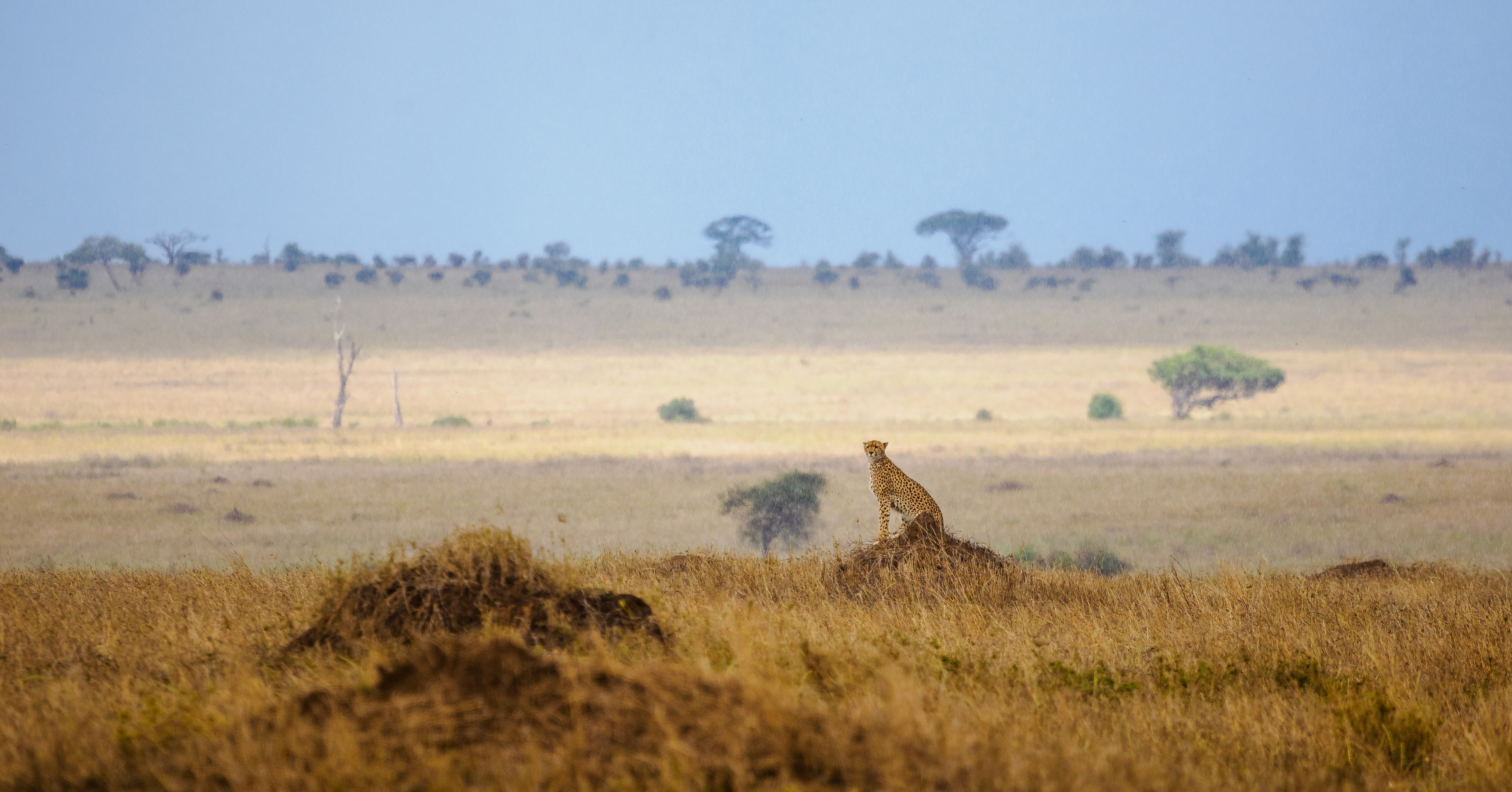 2026 Guide to the Serengeti