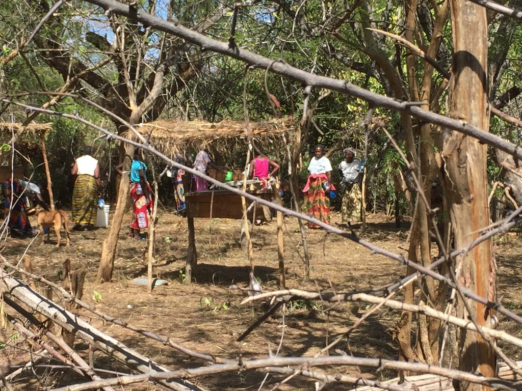 Looking back on an apiary through a living fence!