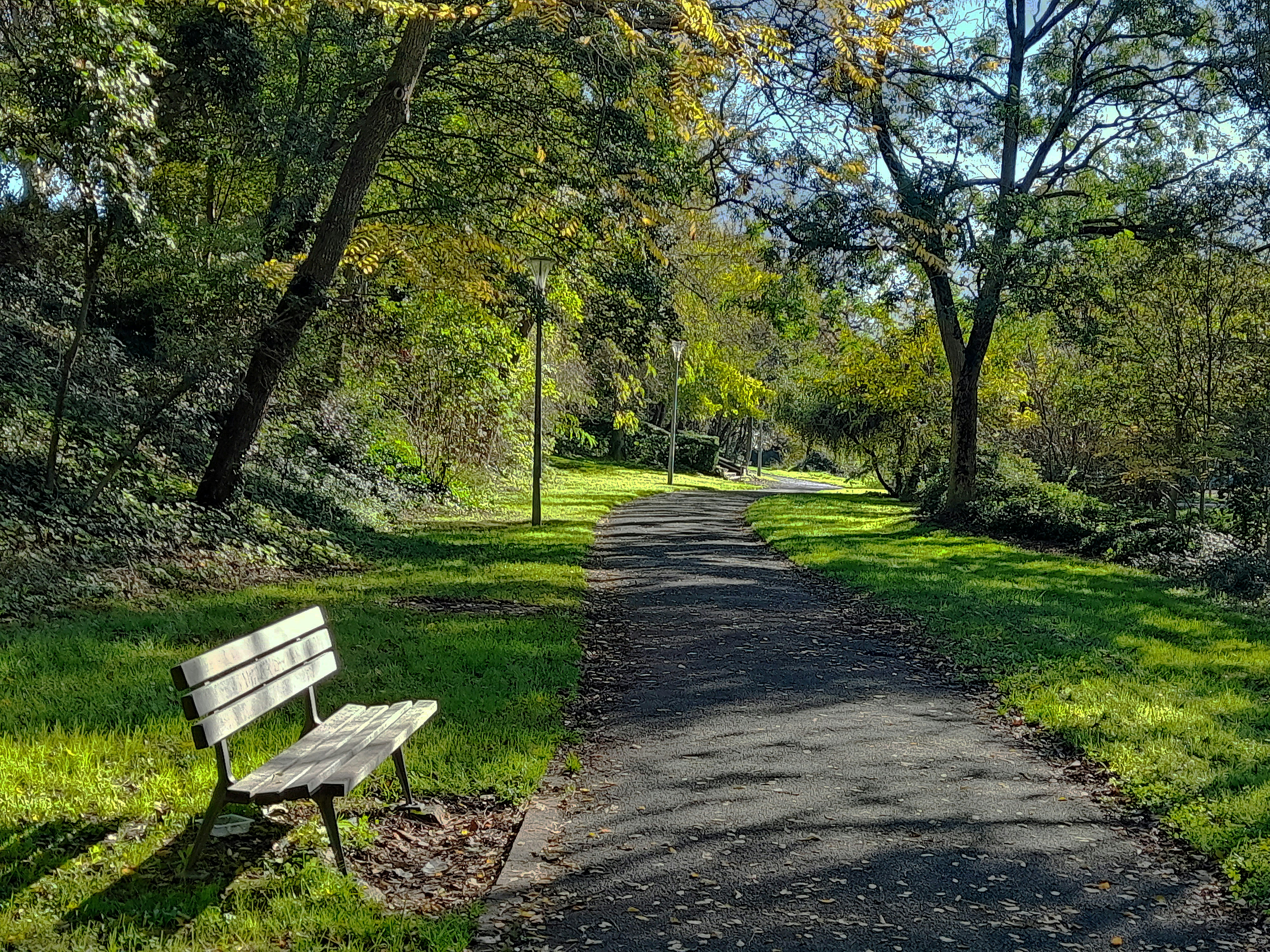 Wooden bench along a forest trail.