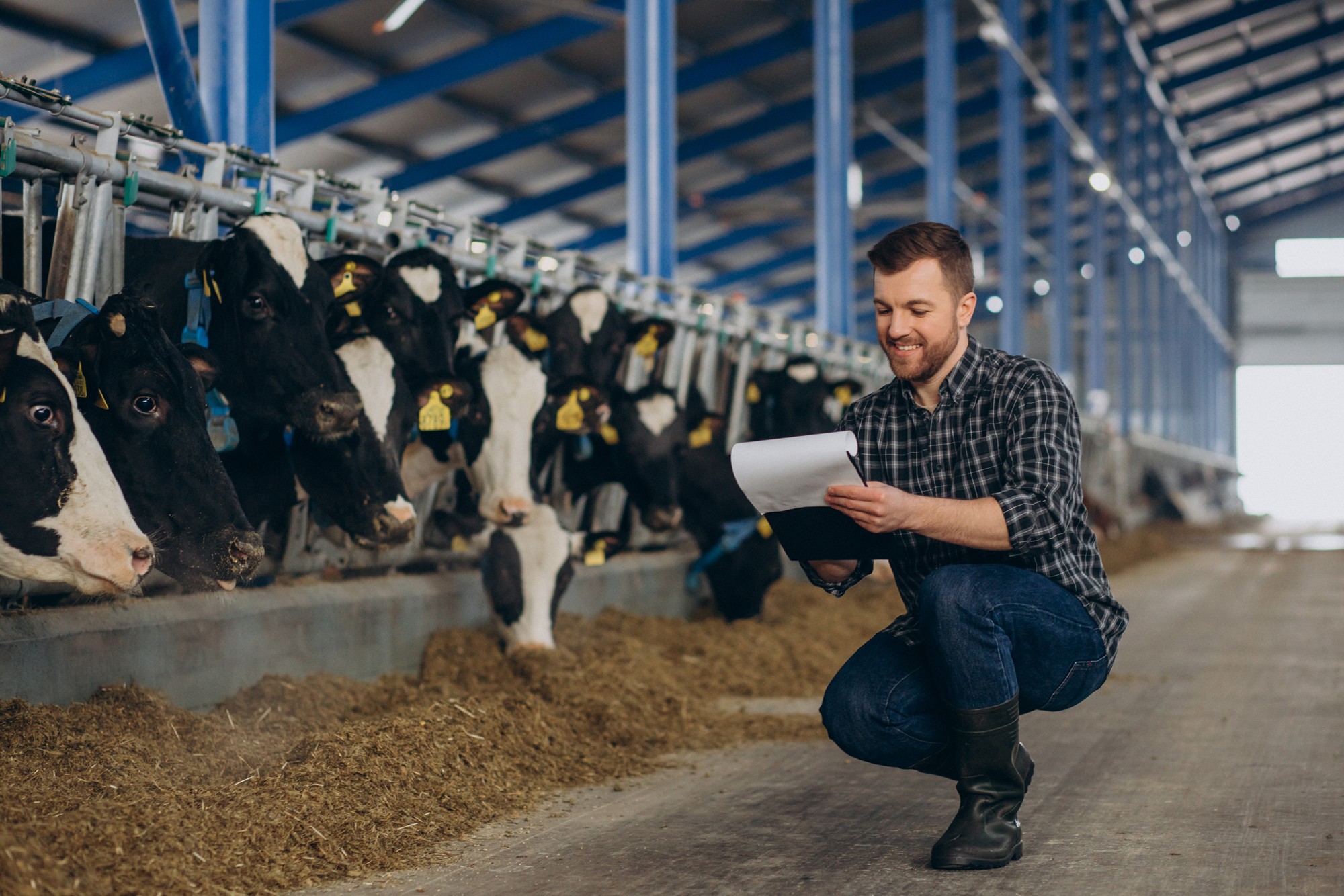 Smiling man in checkered shirt checking notes inside a cattle barn.