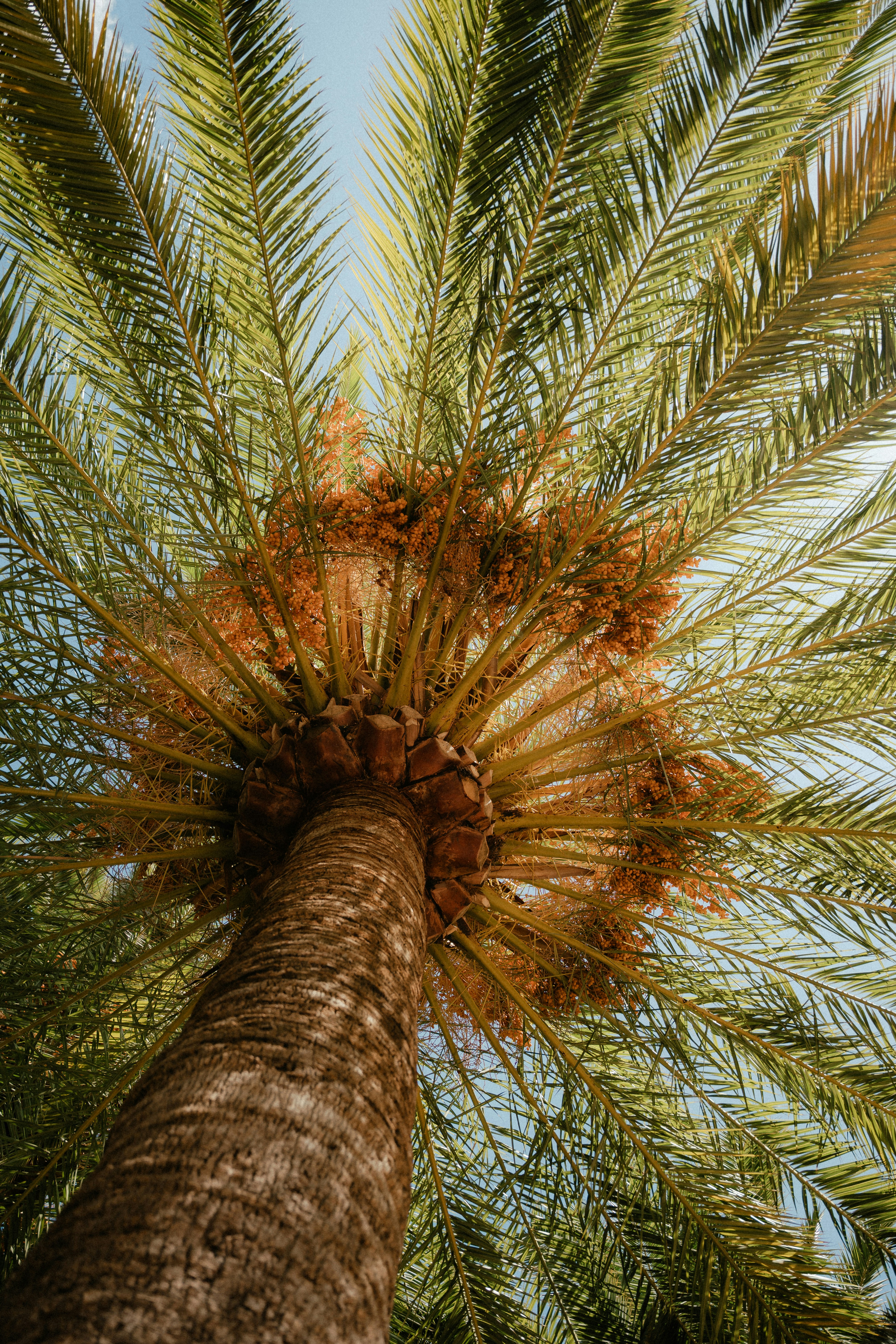 Looking up at a palm tree trunk and fronds