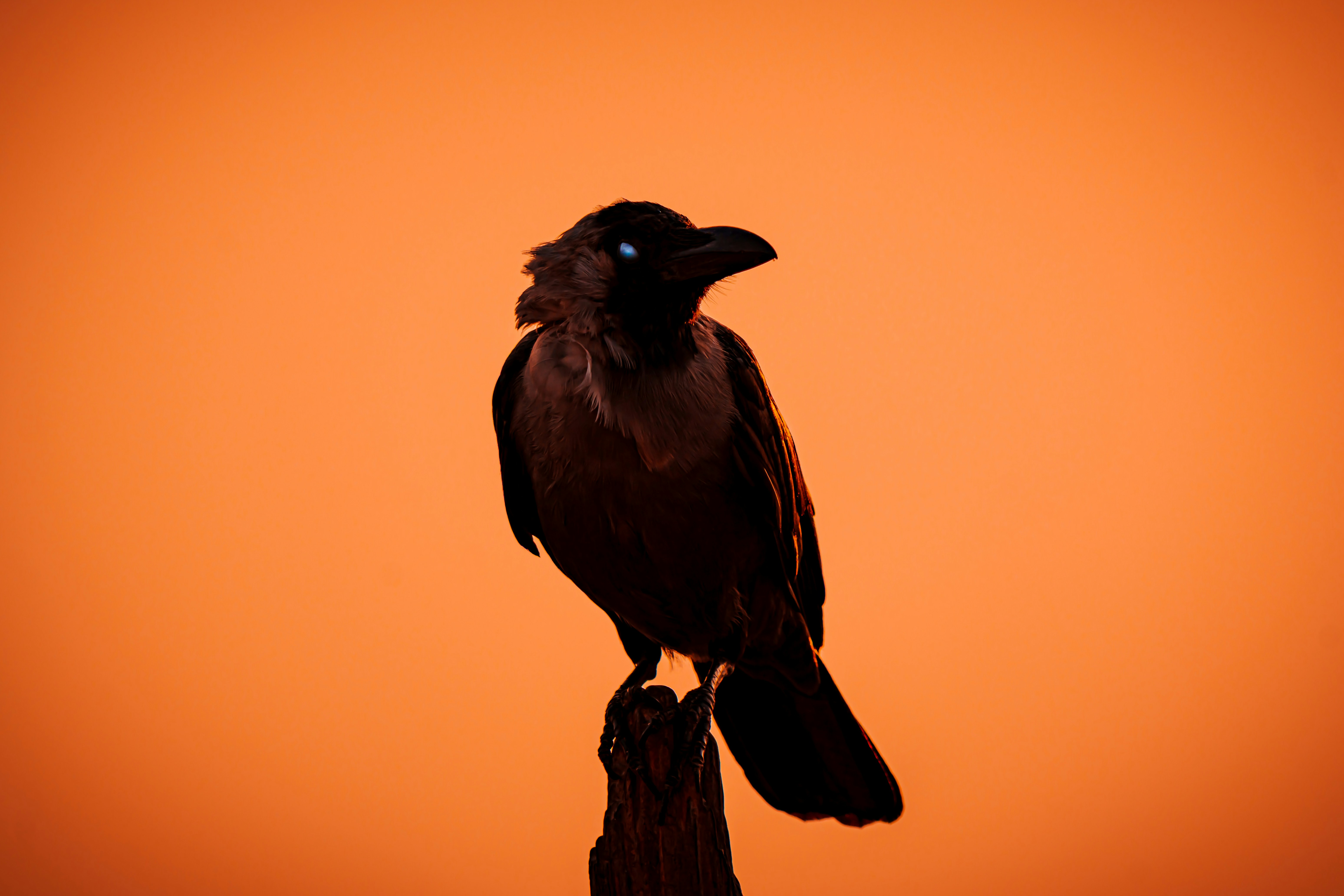 A crow perched on a branch against an orange sky.