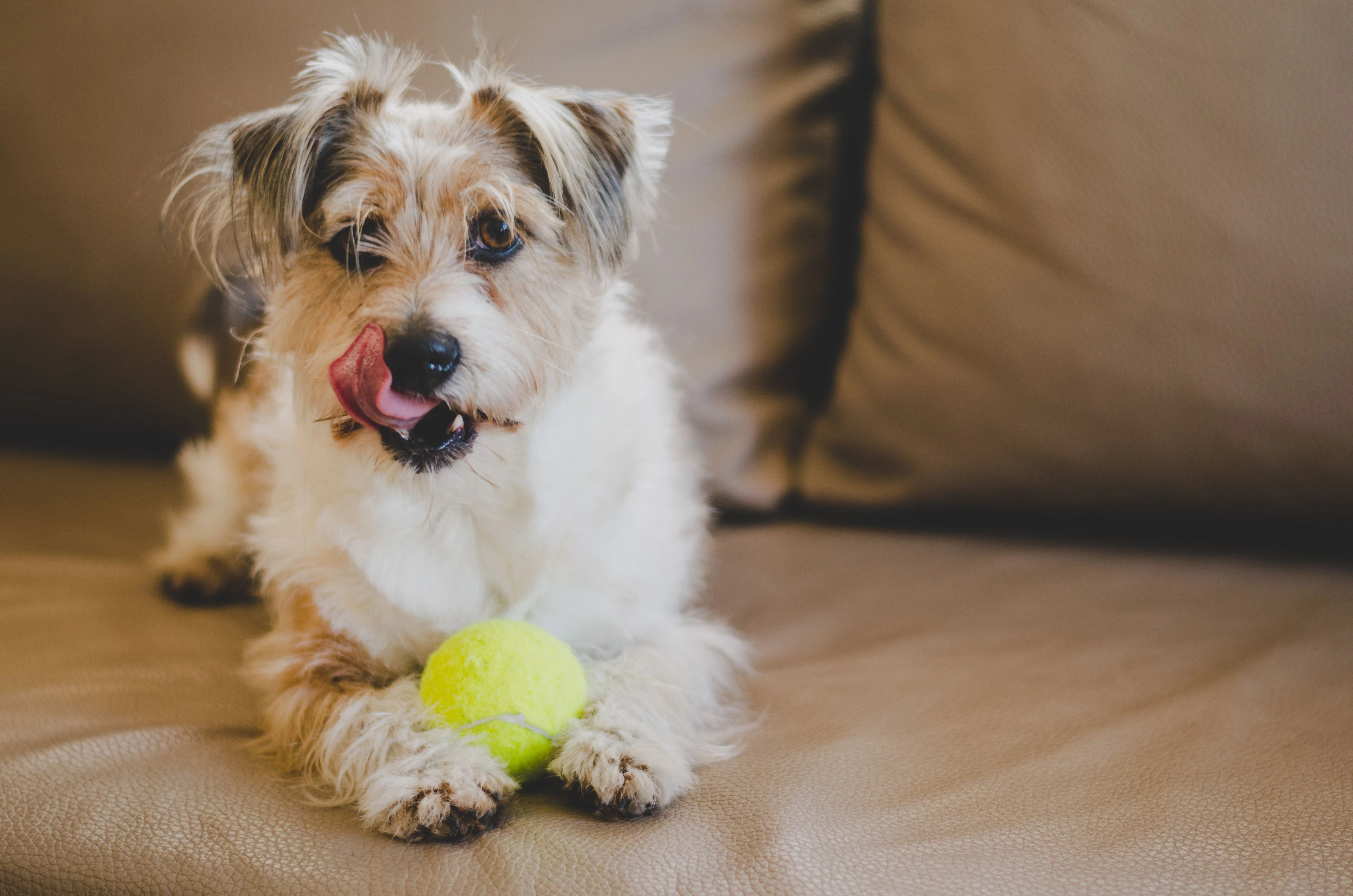 dog on a couch playing with a tennis ball