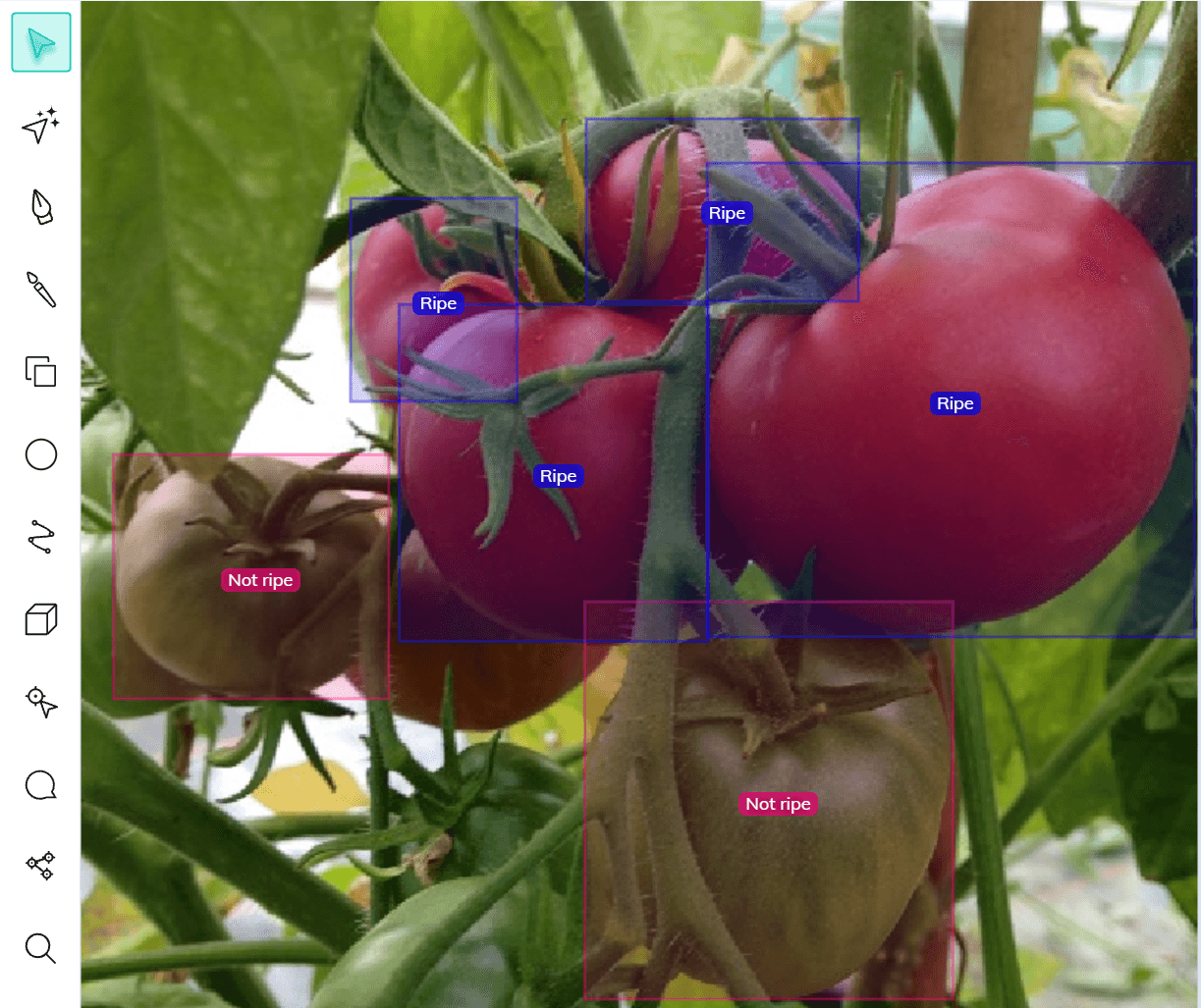 Ripe vs. not ripe tomatoes annotated with bounding boxes using V7