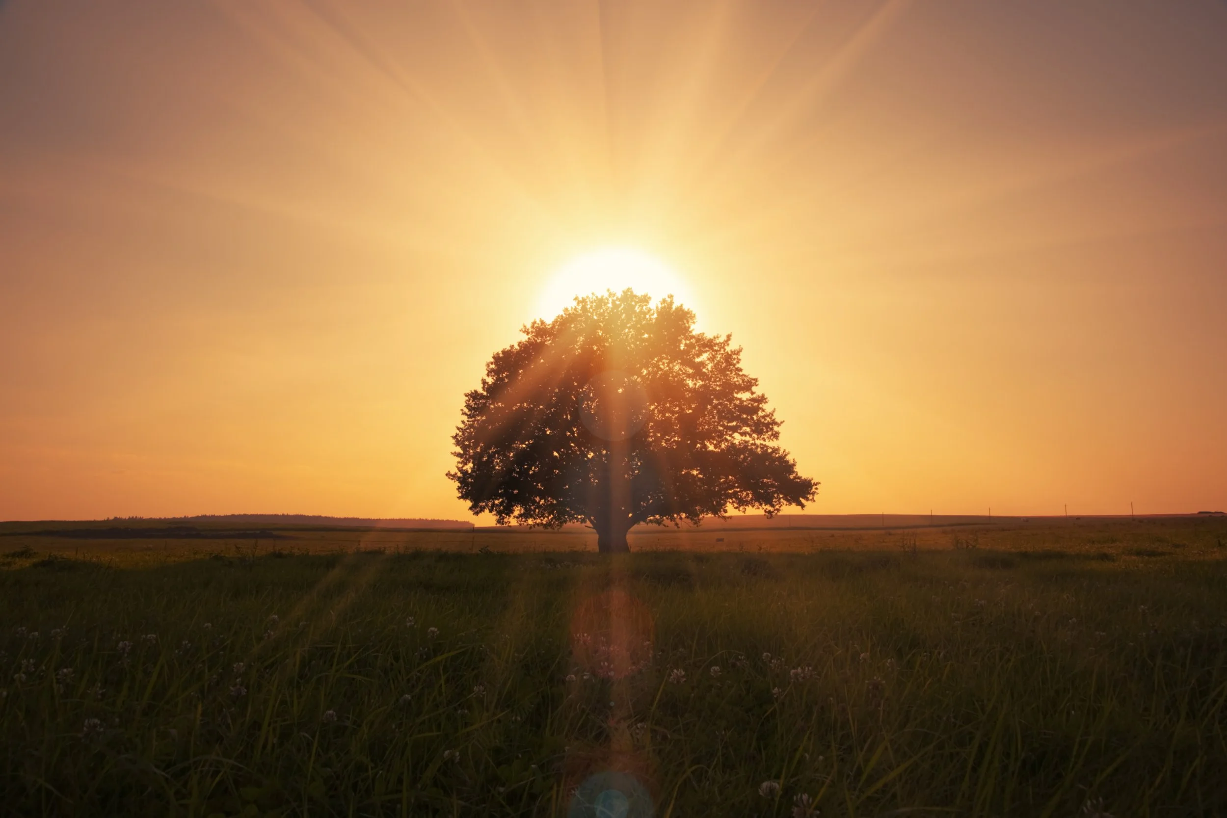 A tree silhouetted against a rising sun, symbolizing Newable's vision for a sustainable and greener future through real estate decarbonization.