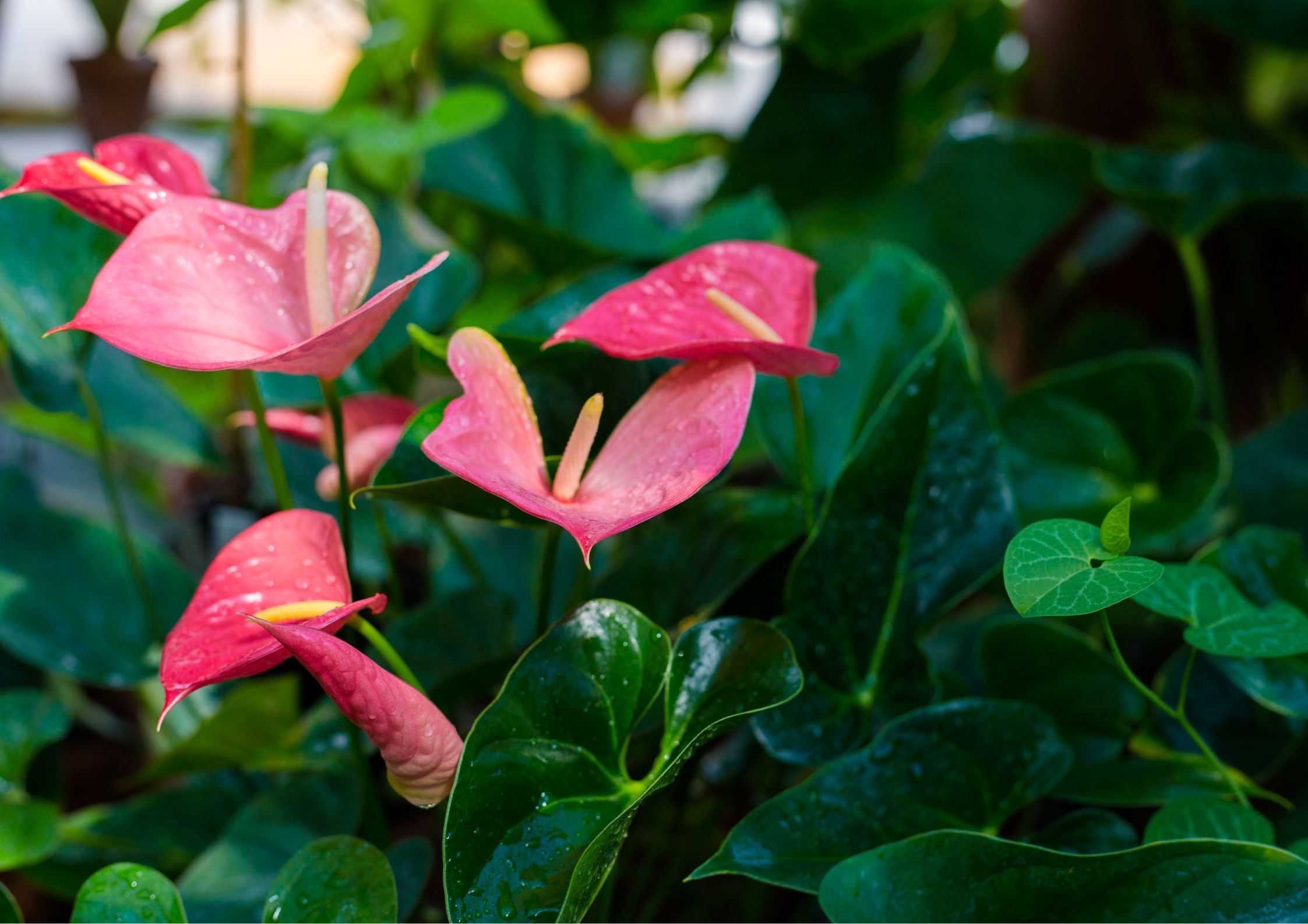 Proper watering and light for spathiphyllum