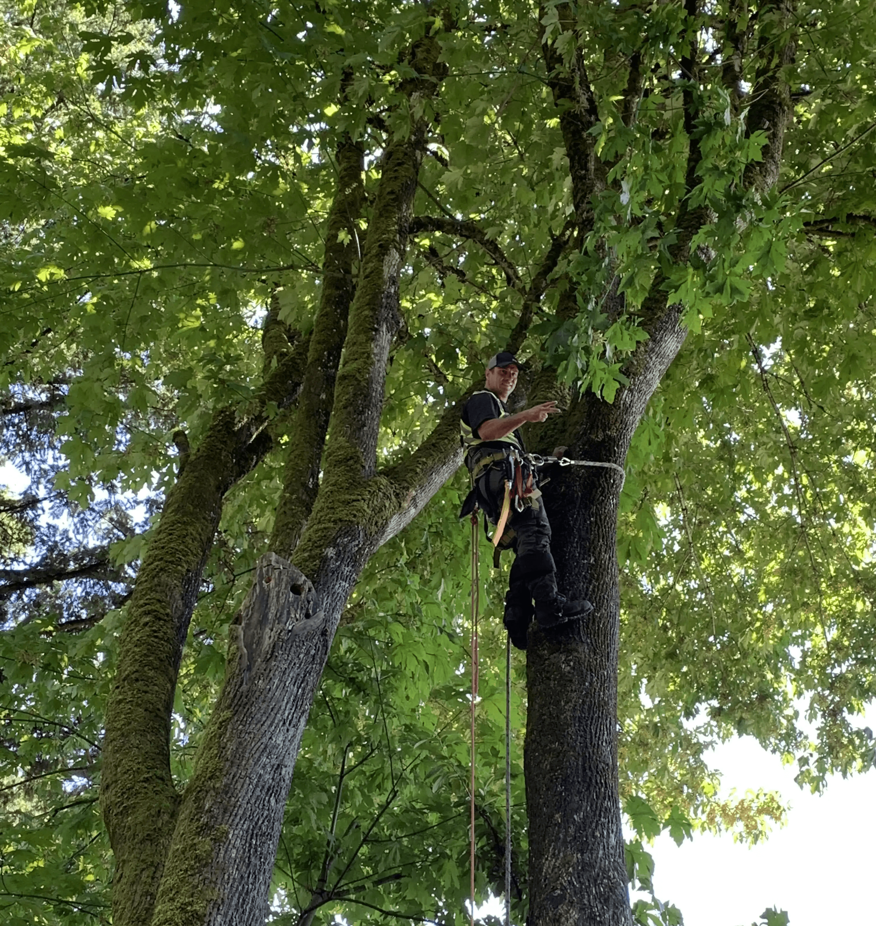Hanging branch over driveway