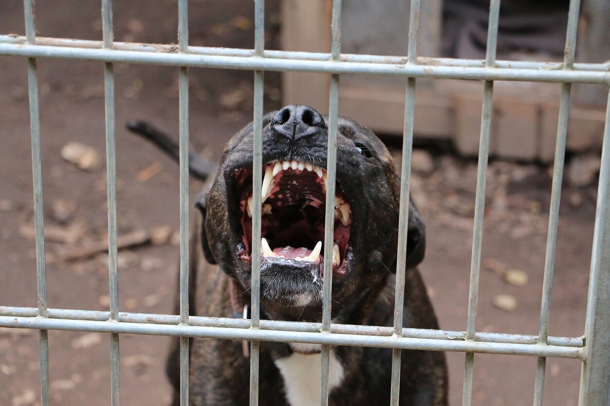 angry dog barking