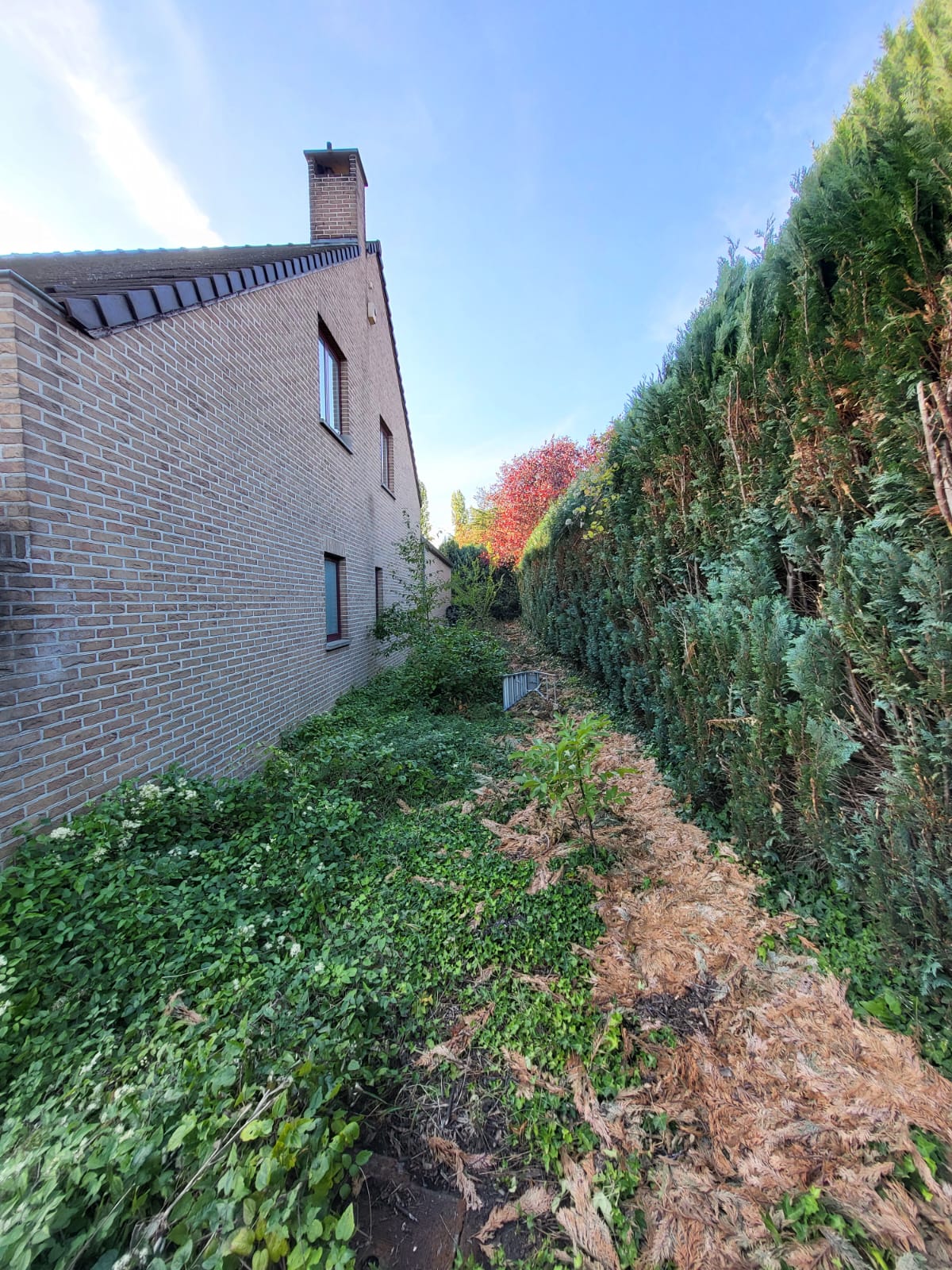 allée encombrée et haie non taillée