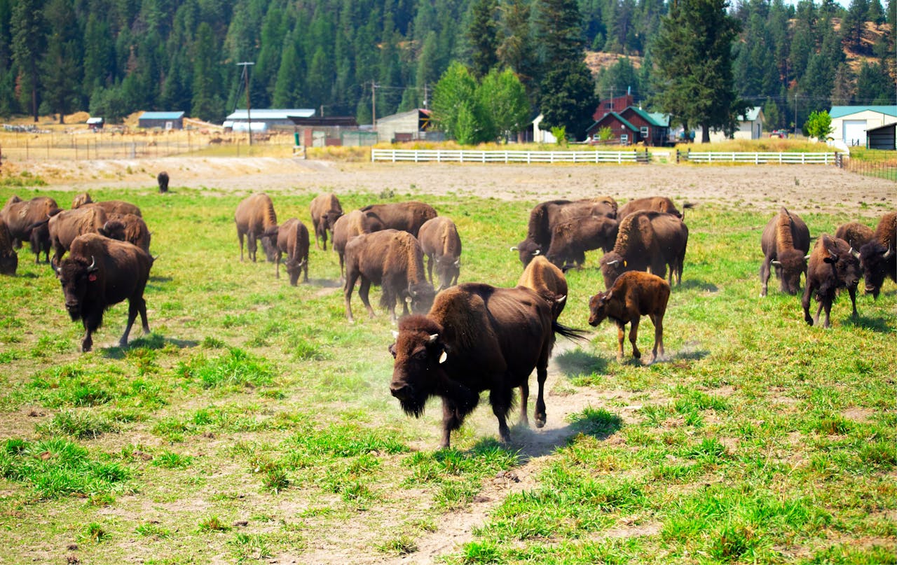 American Bison in Washington Ranch