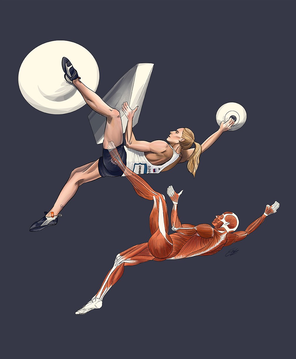 Illustration scientifique d'une grimpeuse et de son anatomie pendant un mouvement d'escalade par l'illustratrice scientifique Élodie Ouellet-Belleau