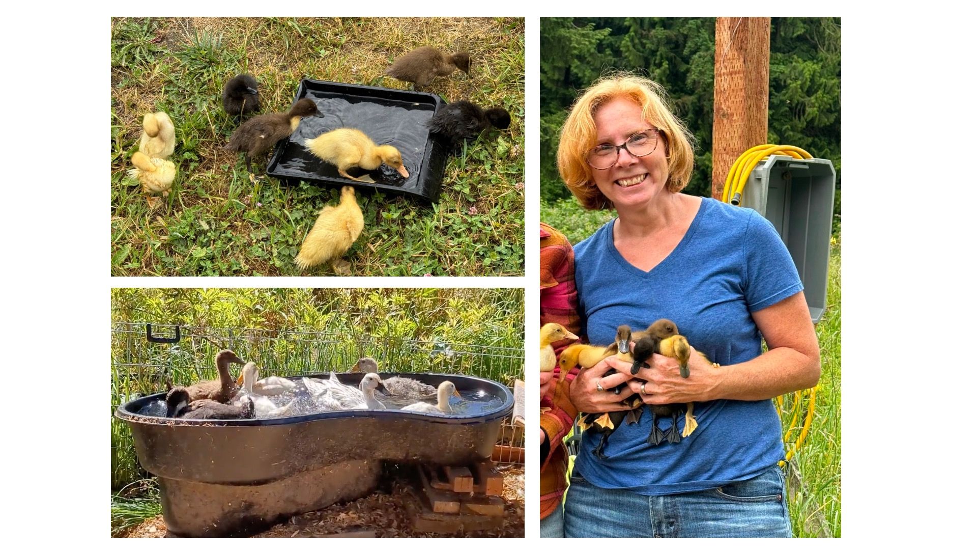 Arranged photos of Carla and her ducklings