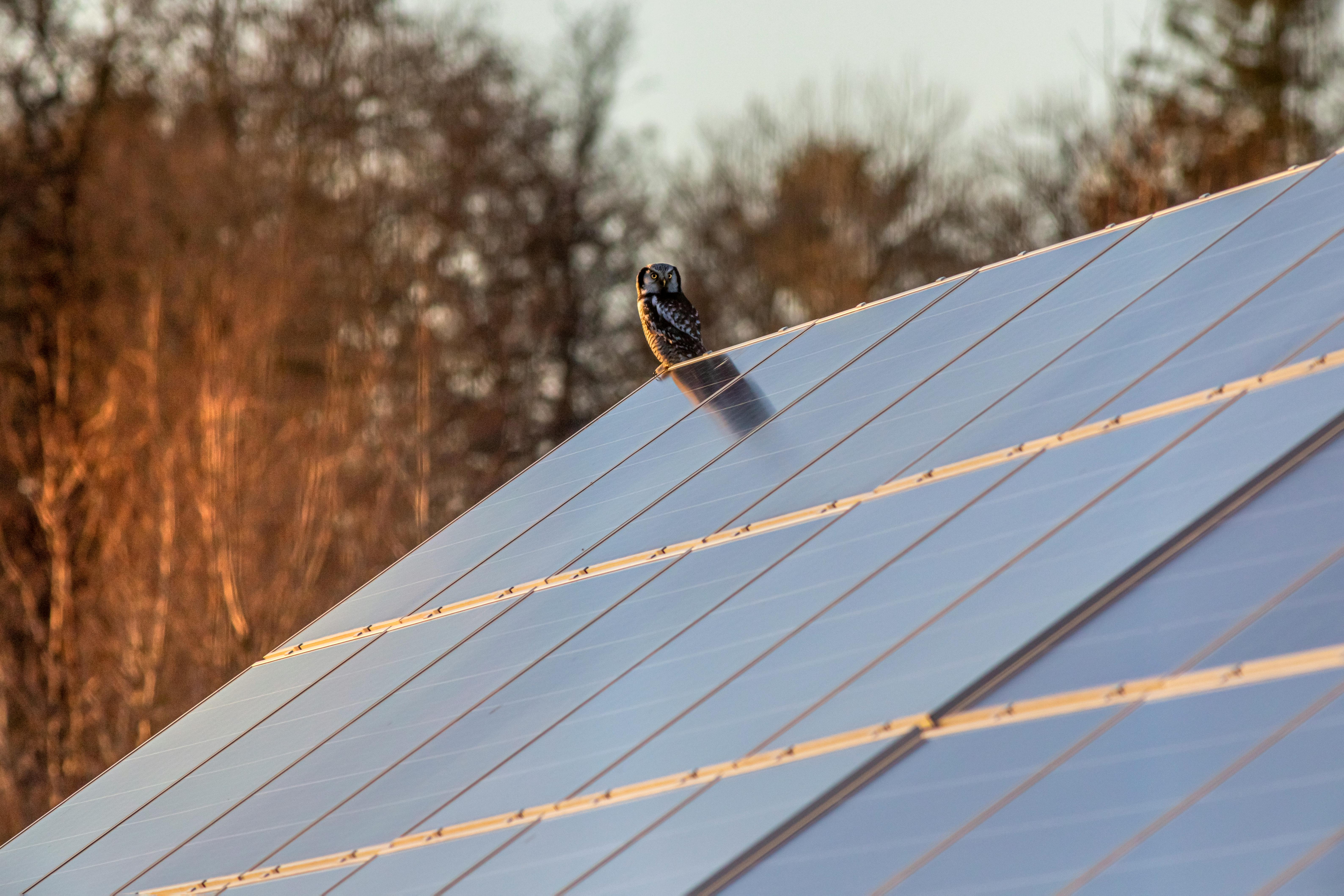 an owl sitting on a solar panel 