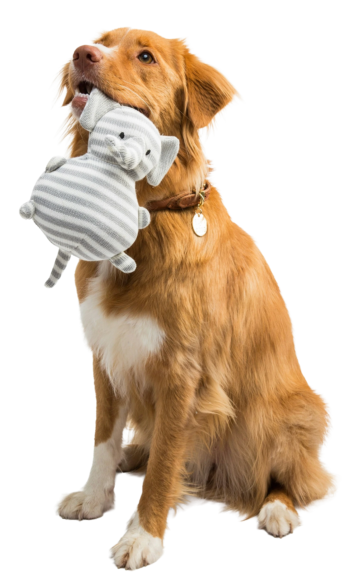 Golden lab holding his favorite toy.
