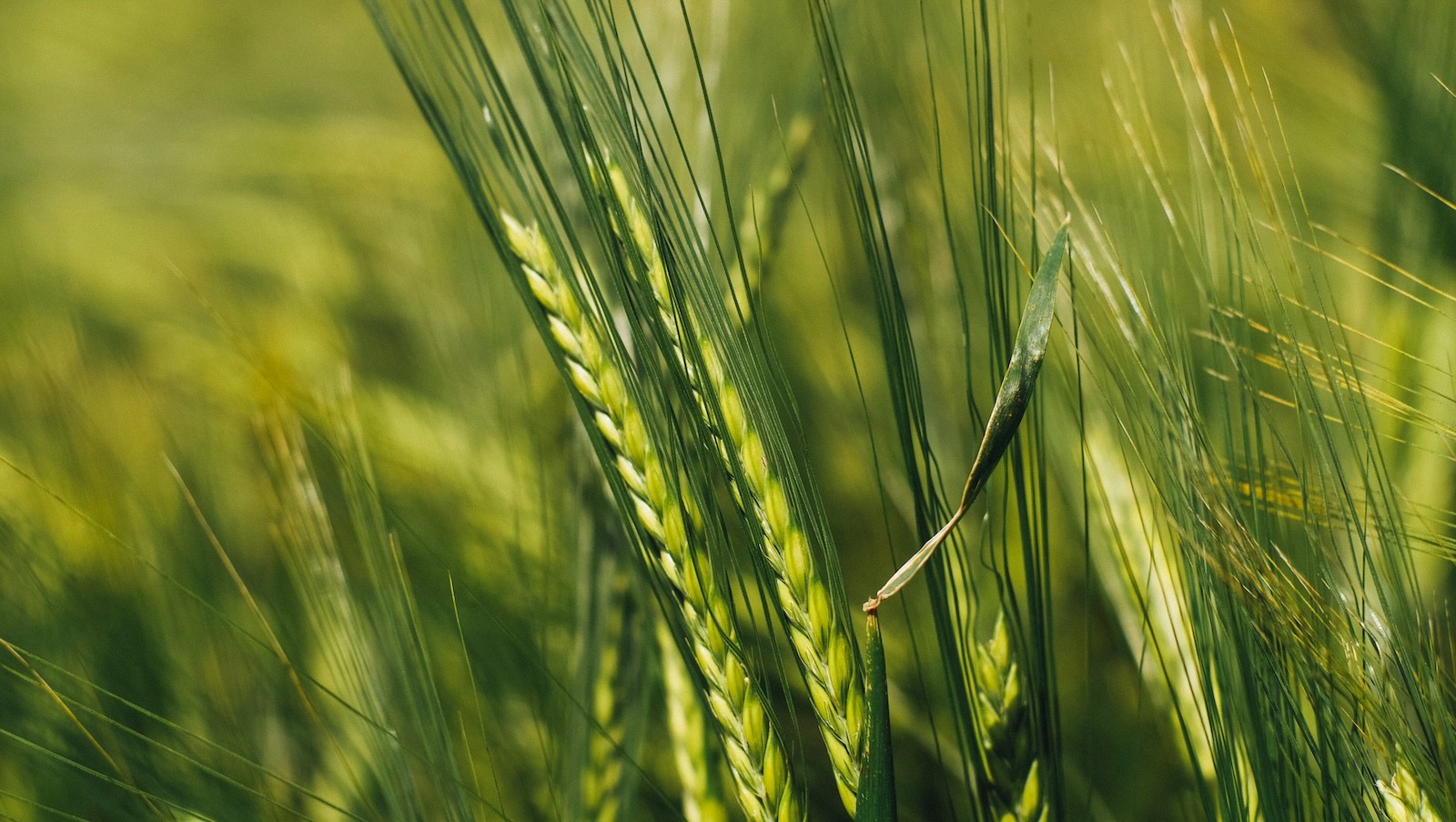 green rice field