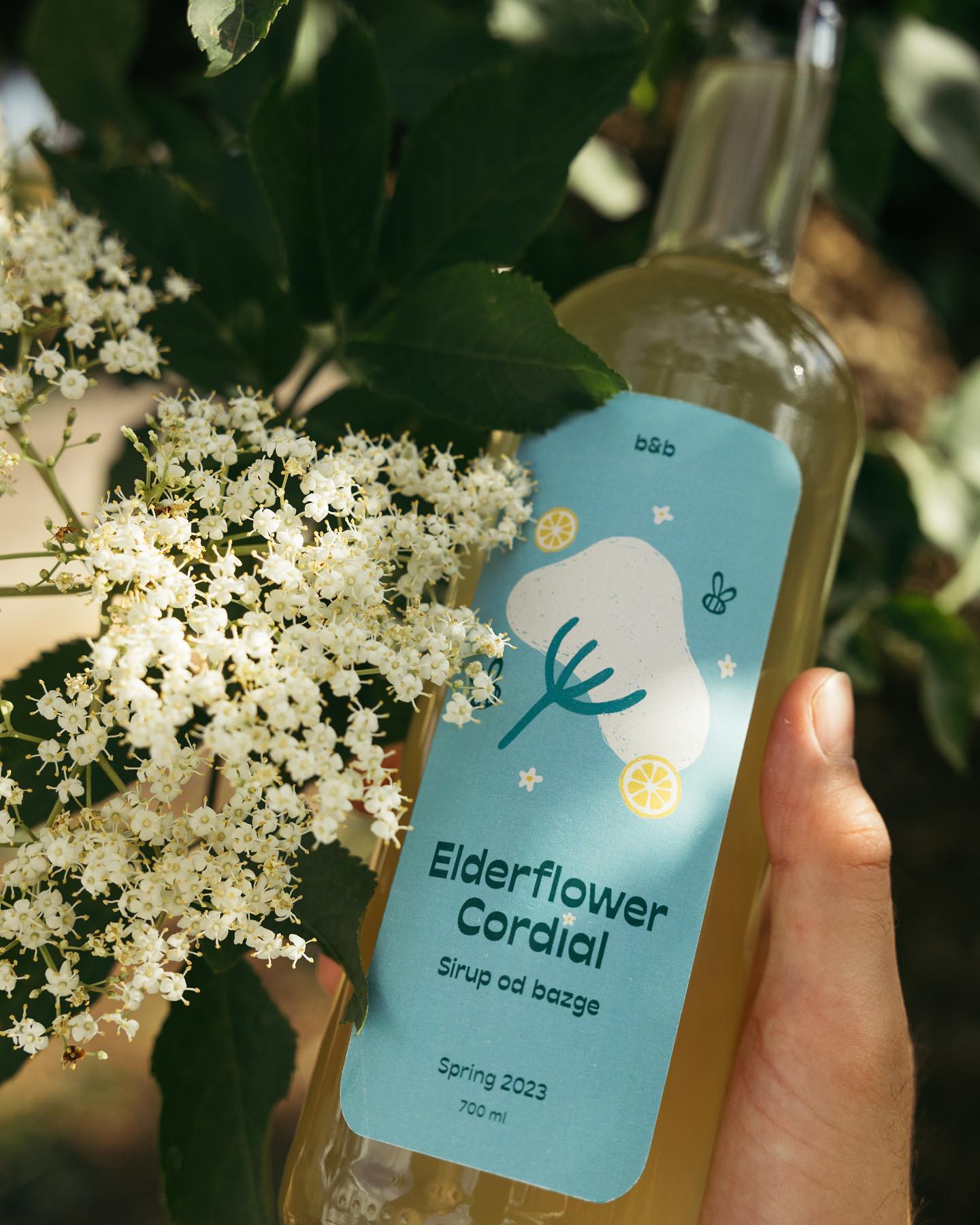 Person holding a bottle of homemade eldeflower cordial next to the elder flowers