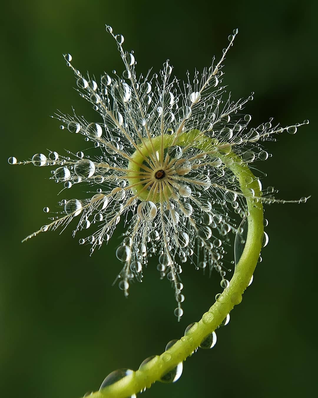 Close-up of a dark green leaf showing its textured surface and central vein against a muted background.