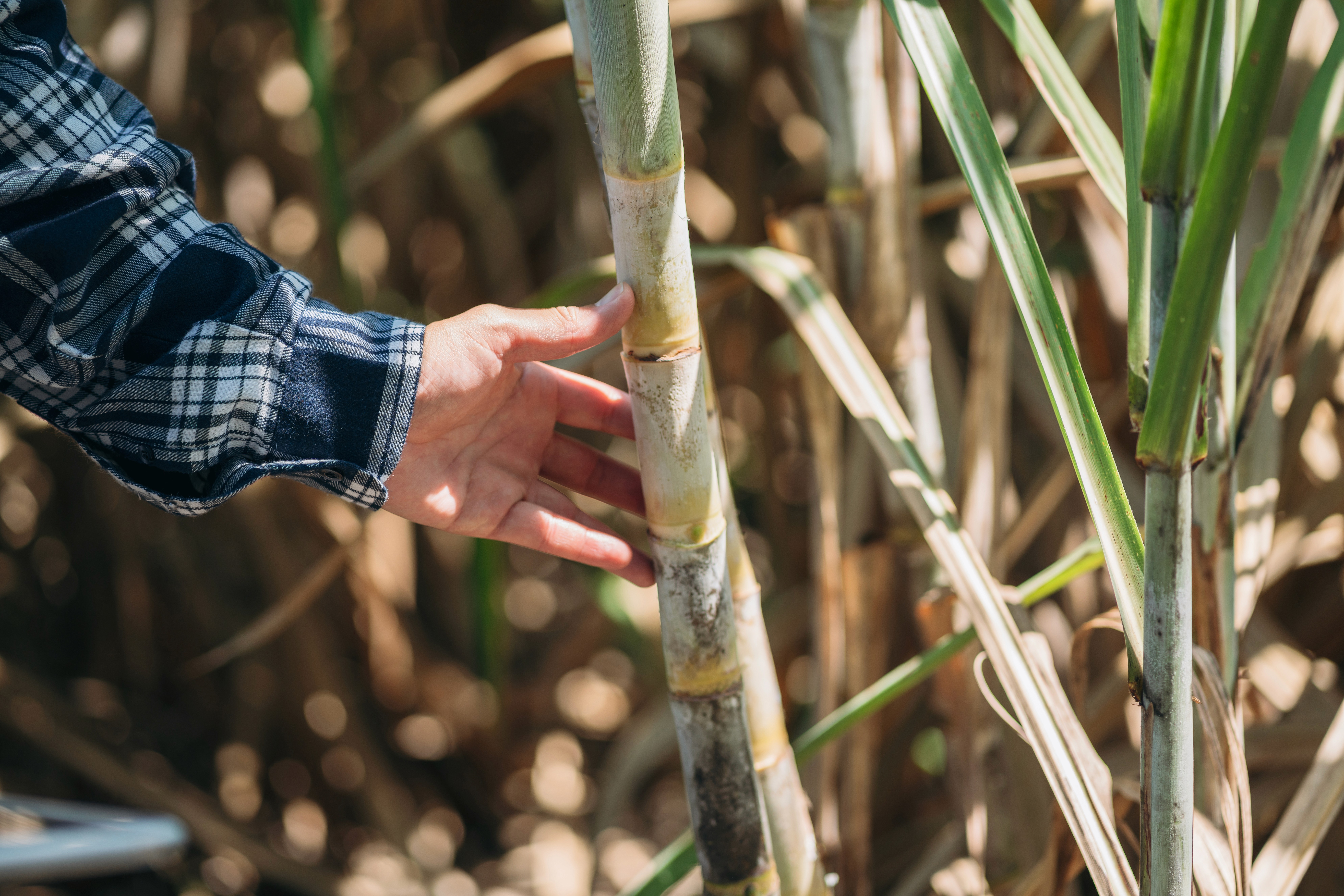 Close-up of a person's hand touching a sugarcane stalk in a field, showing detail of the plant.