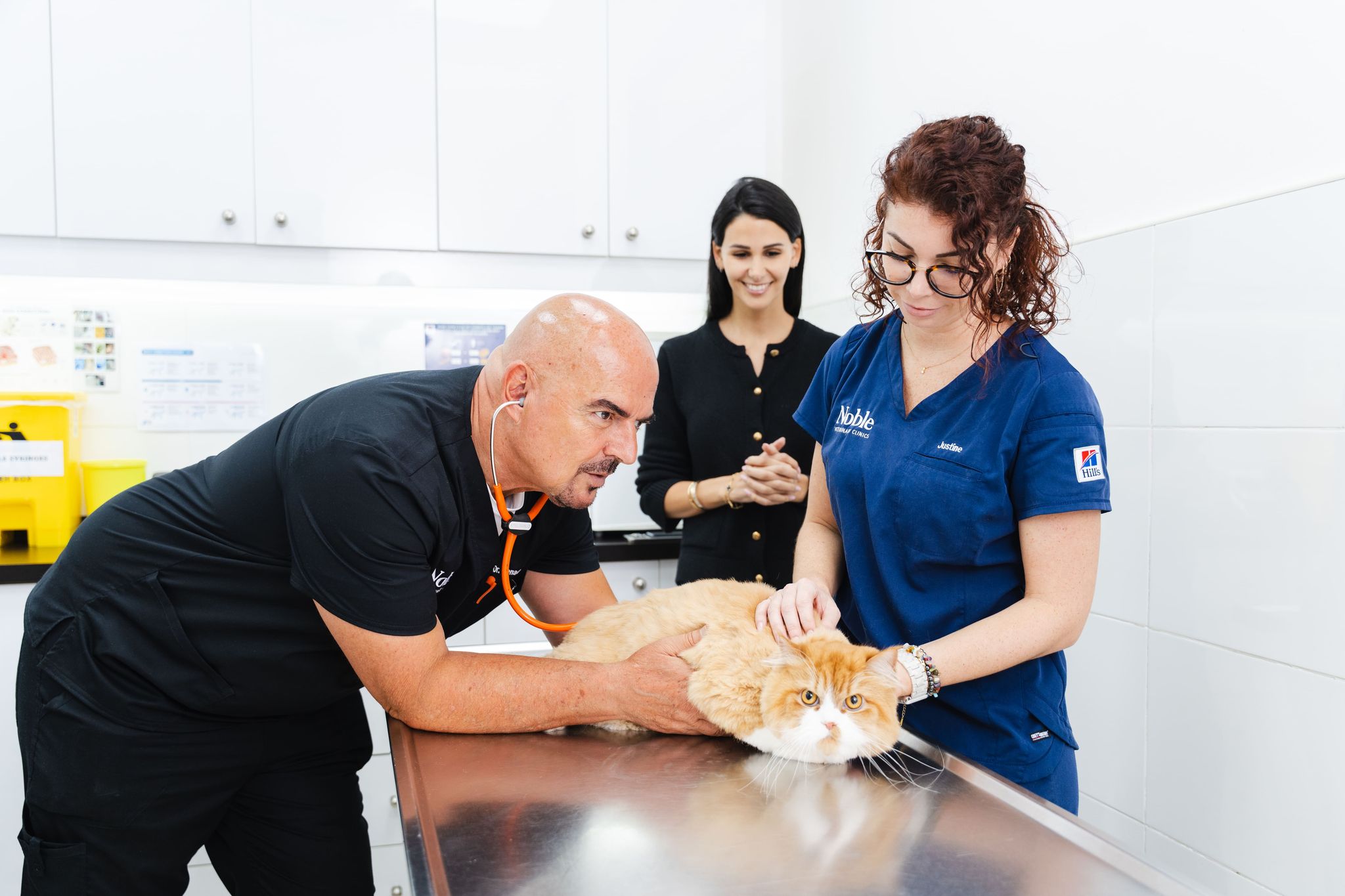 A veterinarian is feeling a cat's body and checking its condition. Another vet is assisting by holding the cat gently. The pet owner is nearby. 