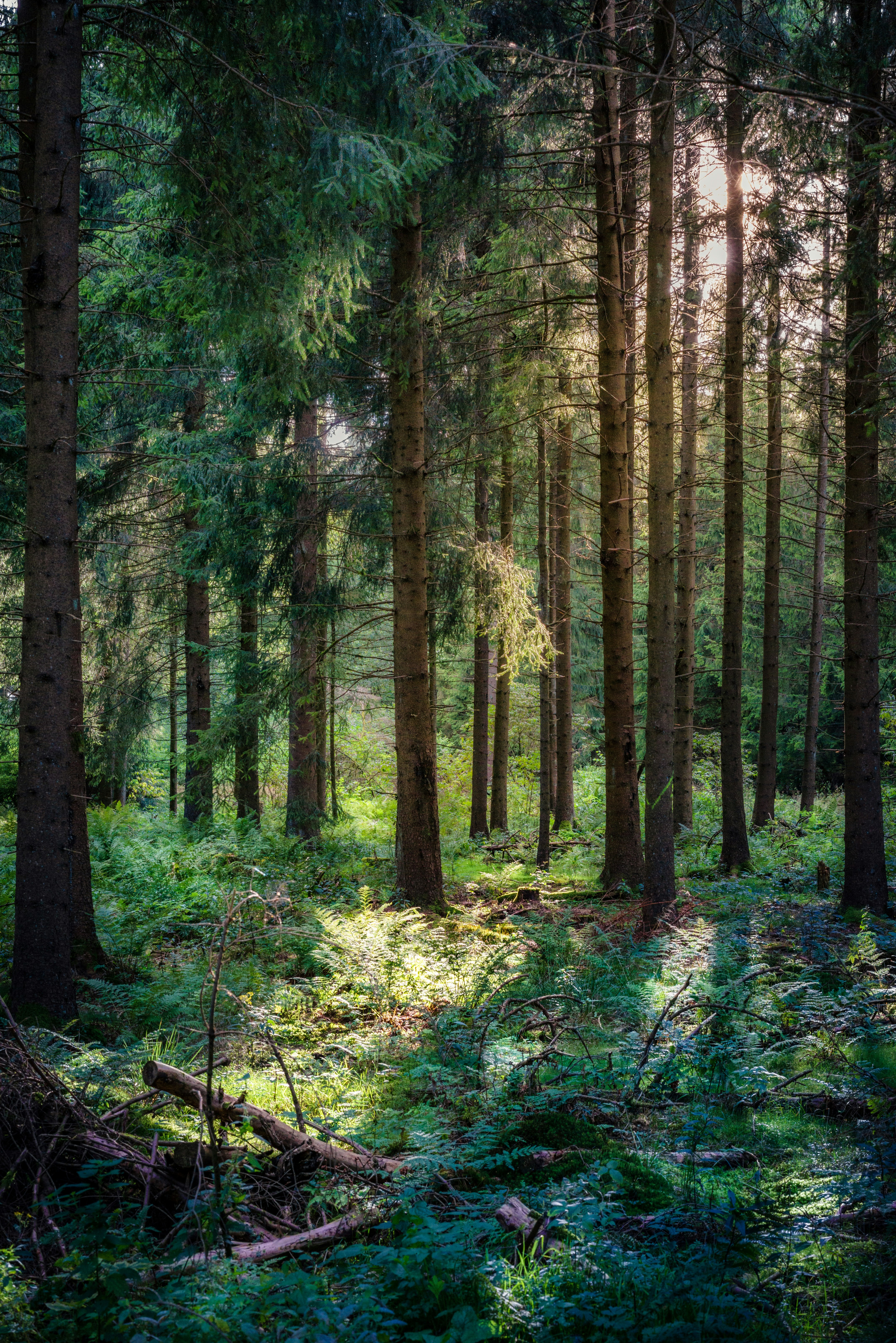 forest at daytime
