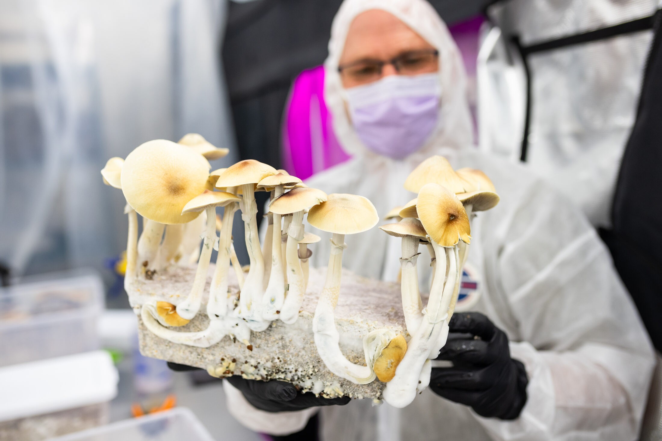 Whole psilocybin mushrooms held up in the cultivation room, from the film