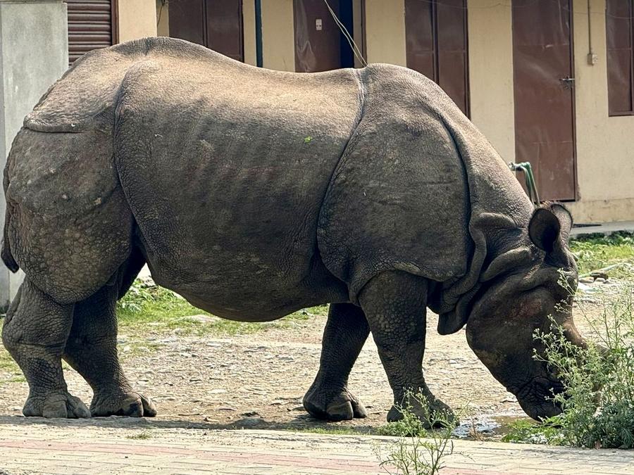 A rhino grazing beside a row of shopfronts